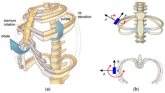 Figure, Illustration of rib cage movements] - StatPearls - NCBI