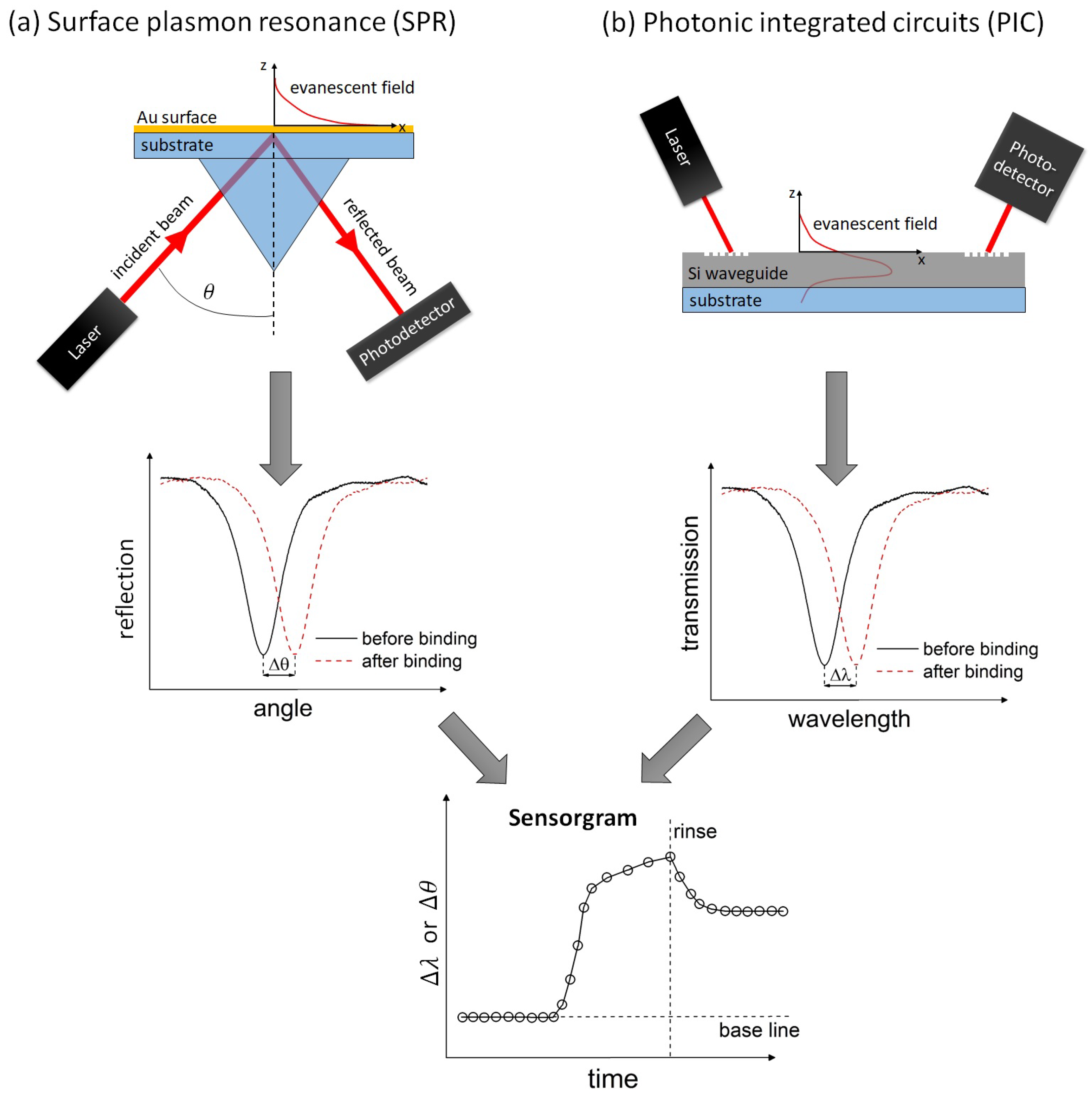Optimizing Drug Discovery: Surface Plasmon Resonance Techniques
