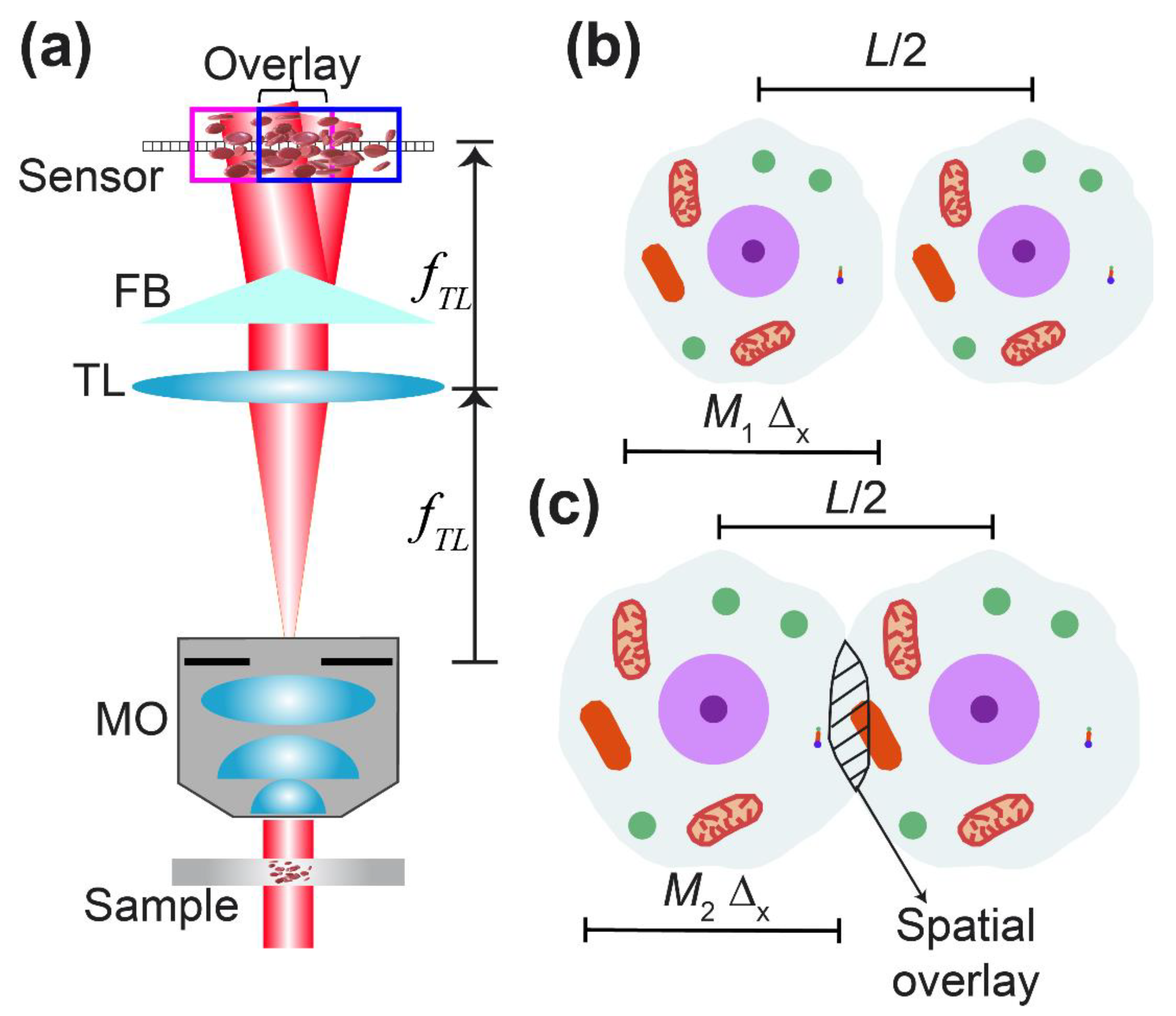 Het spijt me Krijger Onbevredigend Sensors | Free Full-Text | Single-Shot 3D Topography of Transmissive and Reflective Samples with a Dual-Mode Telecentric-Based Digital Holographic Microscope Het spijt me Krijger Onbevredigend Sensors | Free Full-Text | Single-Shot 3D Topography of Transmissive and Reflective Samples with a Dual-Mode Telecentric-Based Digital Holographic Microscope