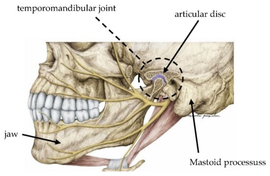 Jaw and Temporomandibular Joint: Anatomy