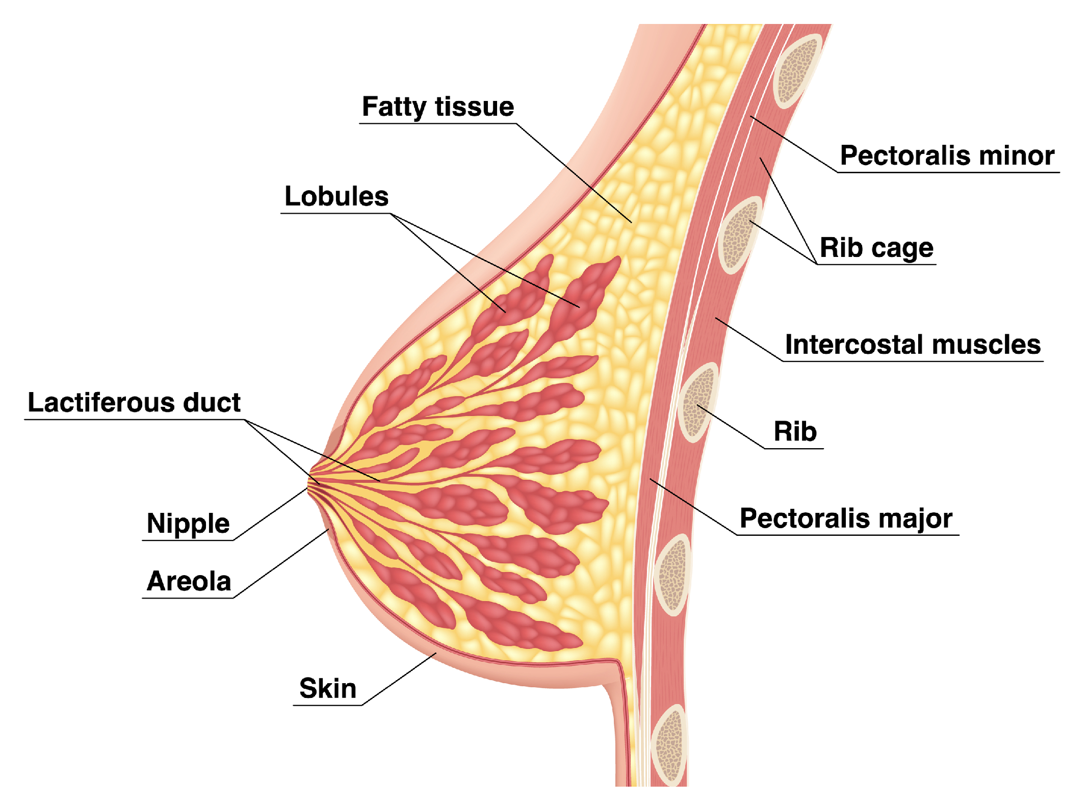 The breasts are two glandular organs rich in adipose tissue that