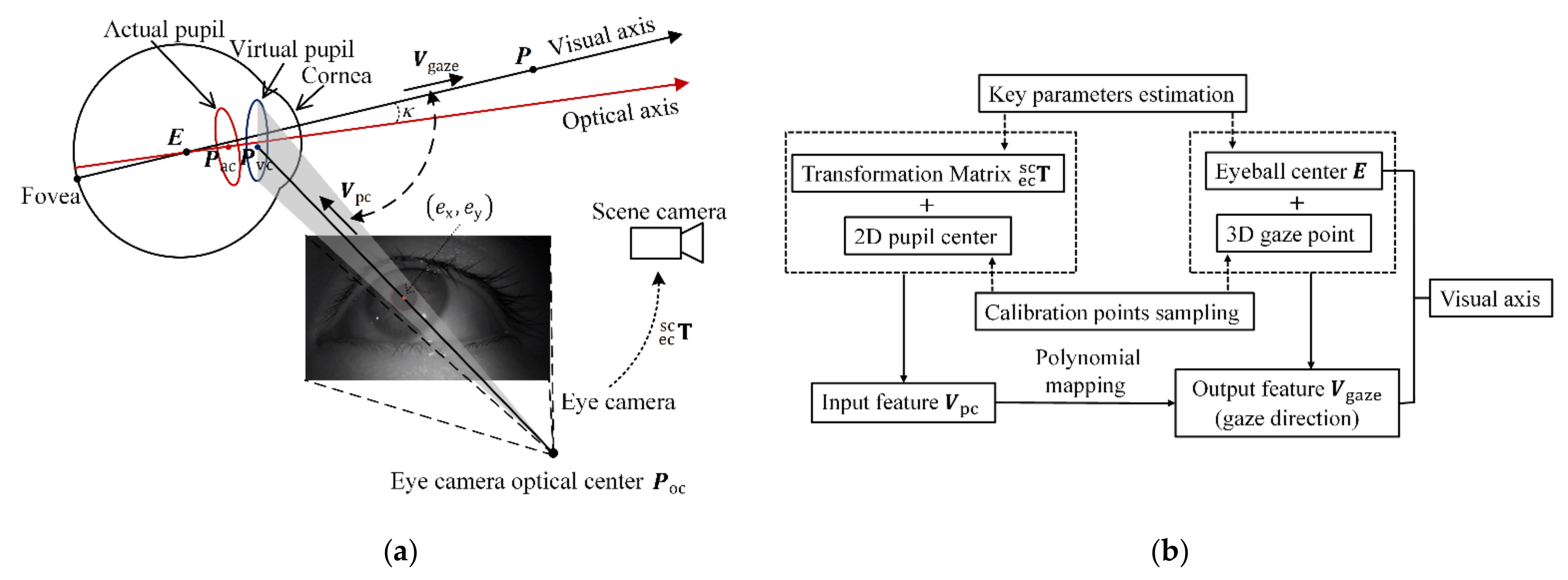 Eyes can draw: A high-fidelity free-eye drawing method with unimodal gaze  control - ScienceDirect