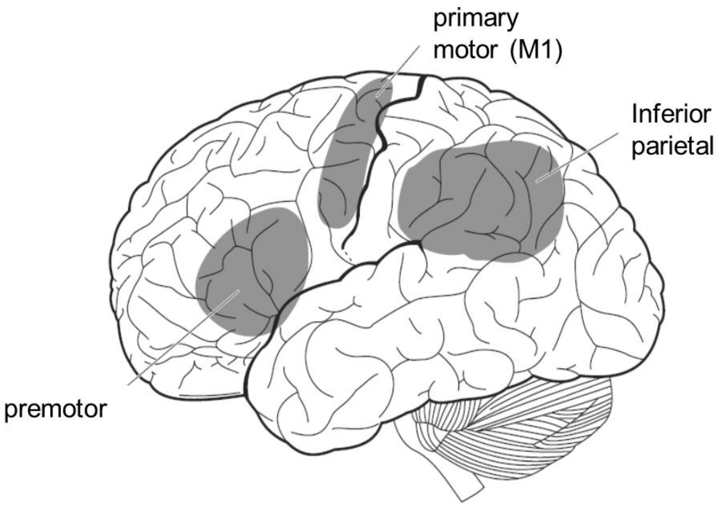 Sensors Free FullText Multisensory and Sensorimotor Integration in