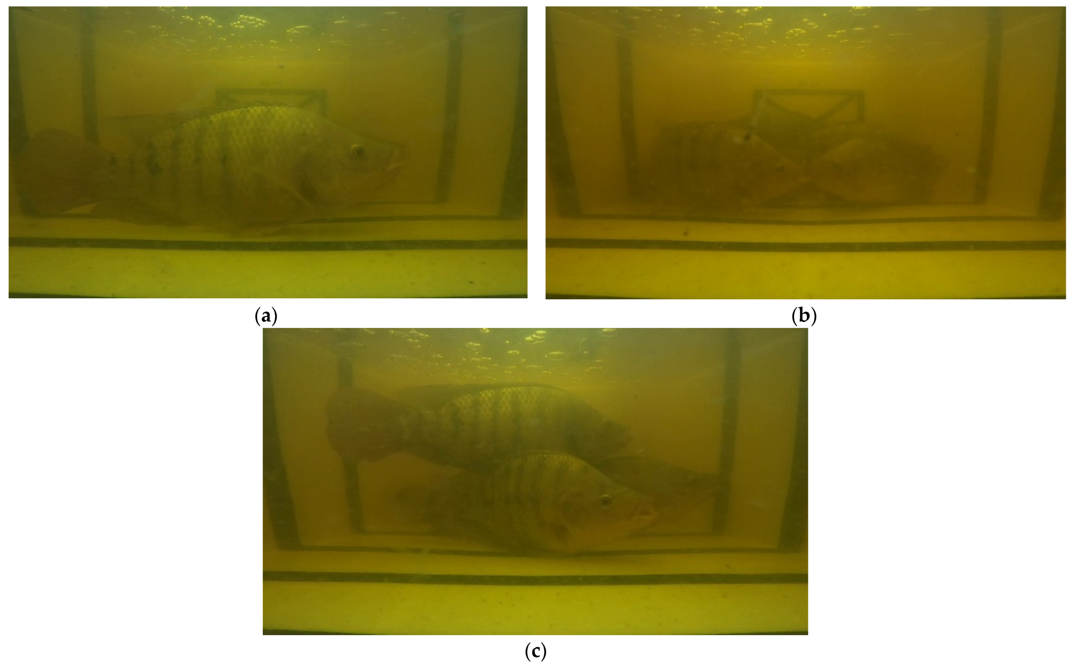 Sensors 22 05161 g006 550