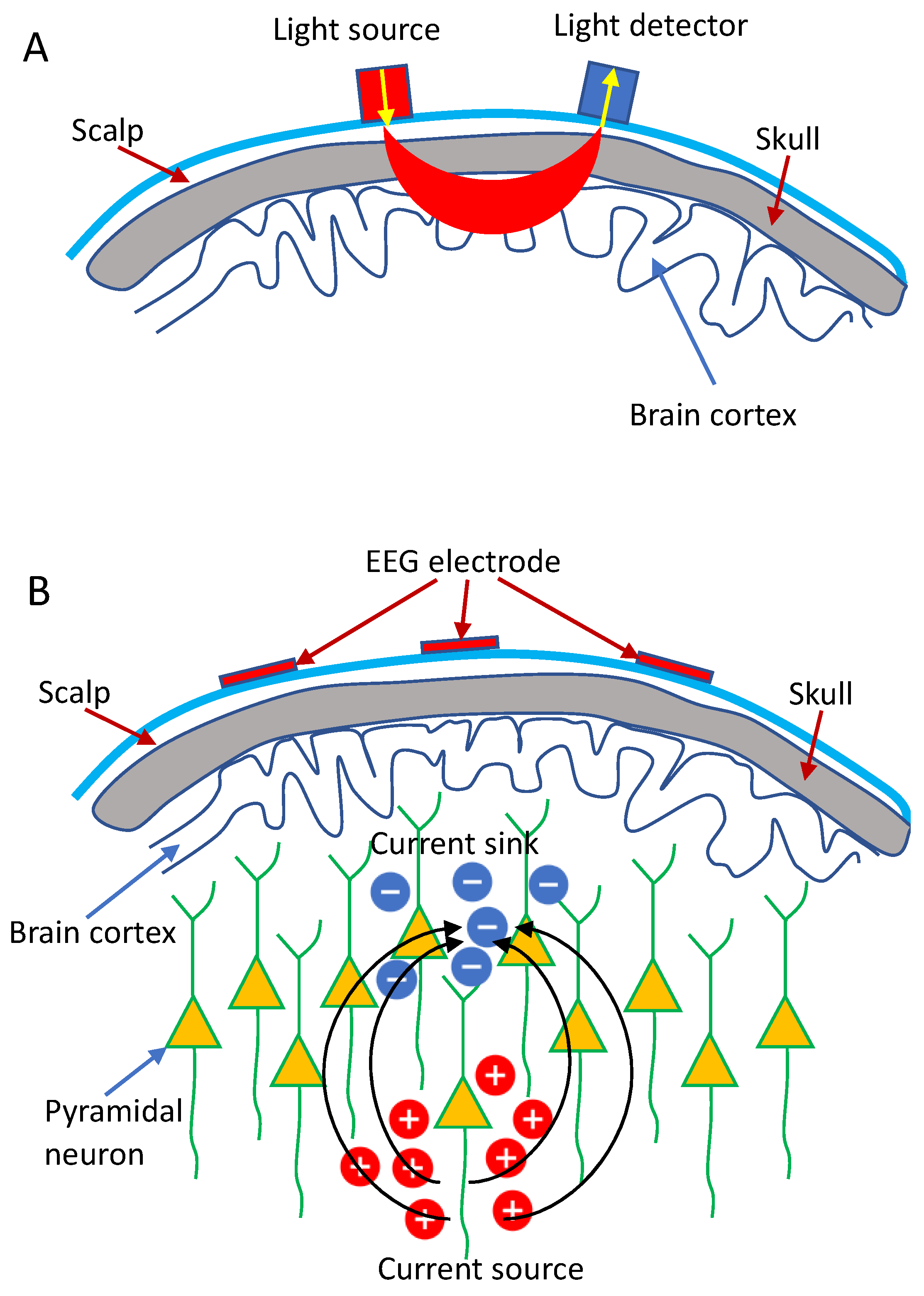 The fractal brain, from a single neuron's perspective - The Source