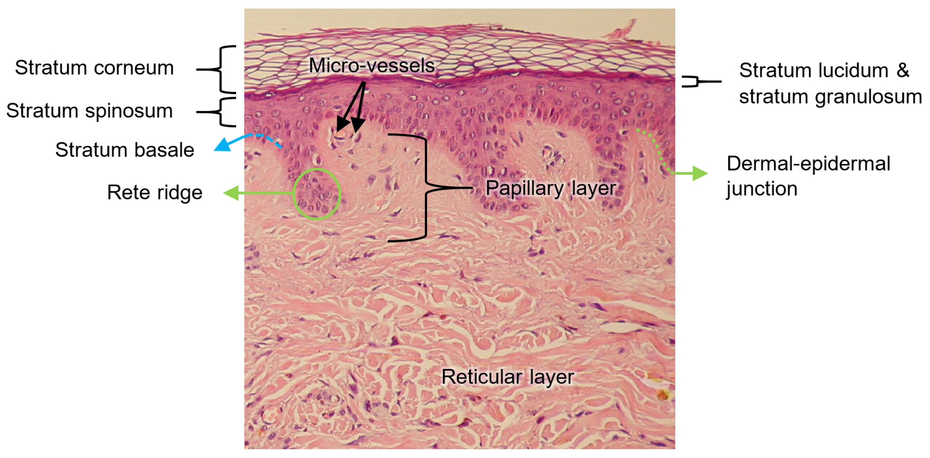 Sensors 22 06836 g003 550