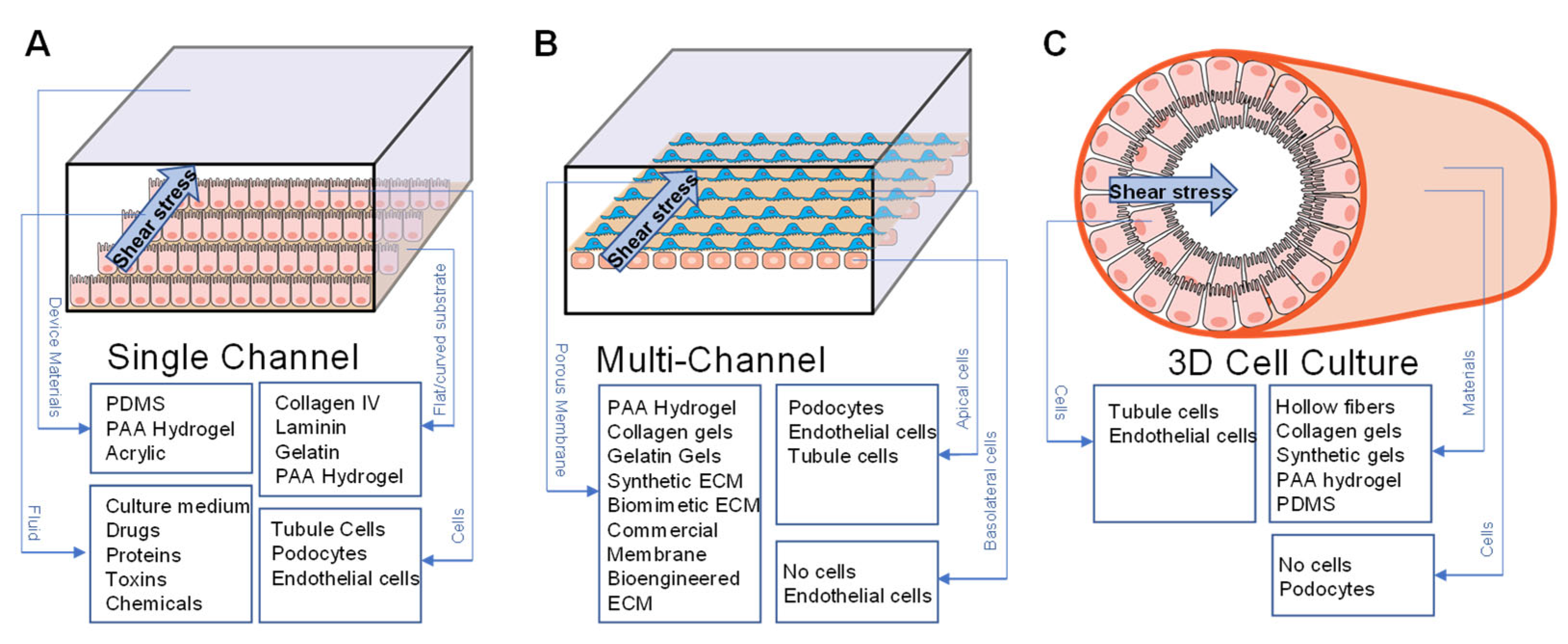 Sensors | Free Full-Text | Kidney-on-a-Chip: Mechanical Stimulation and ...