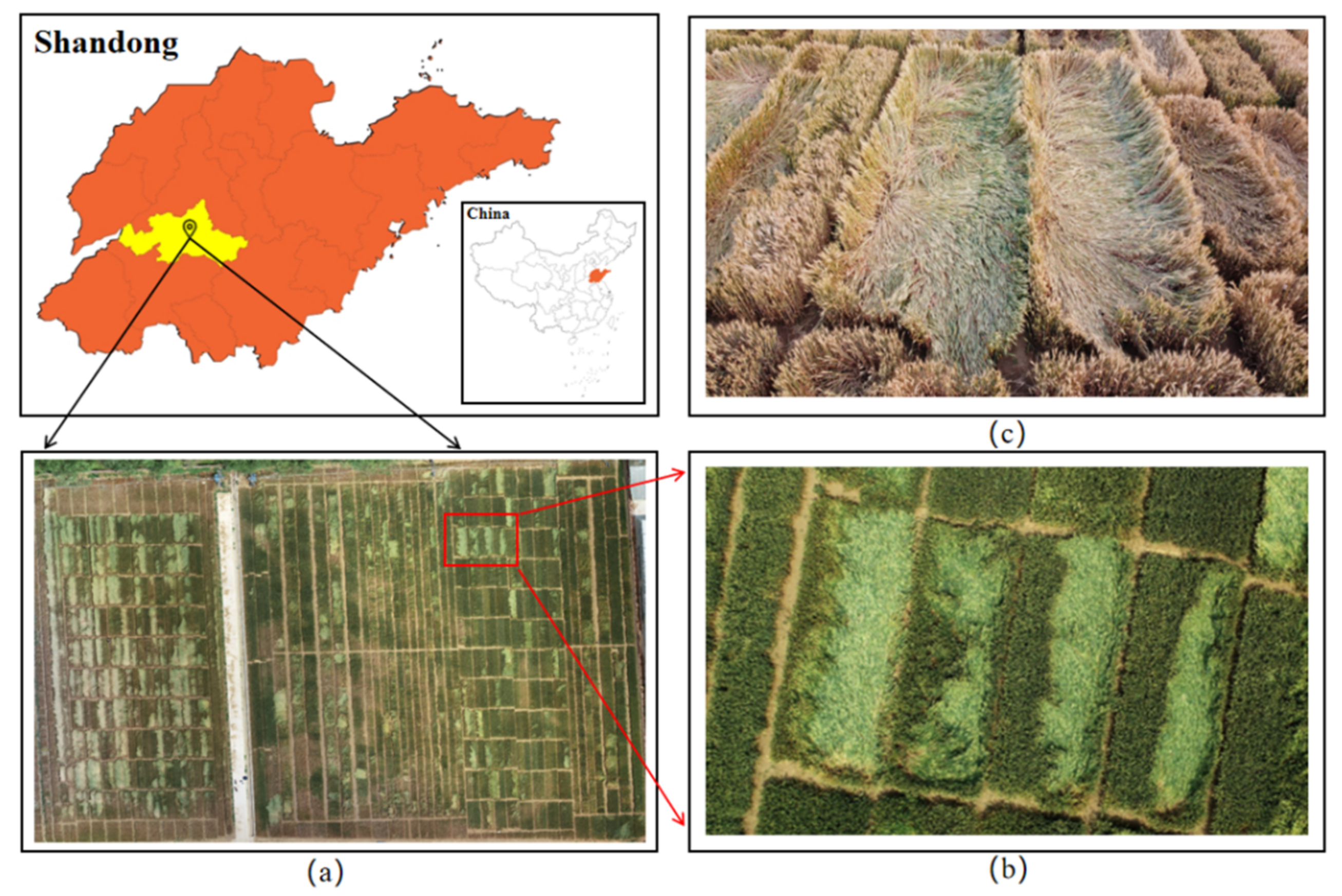 Monitoring Wheat Lodging at Various Growth Stages