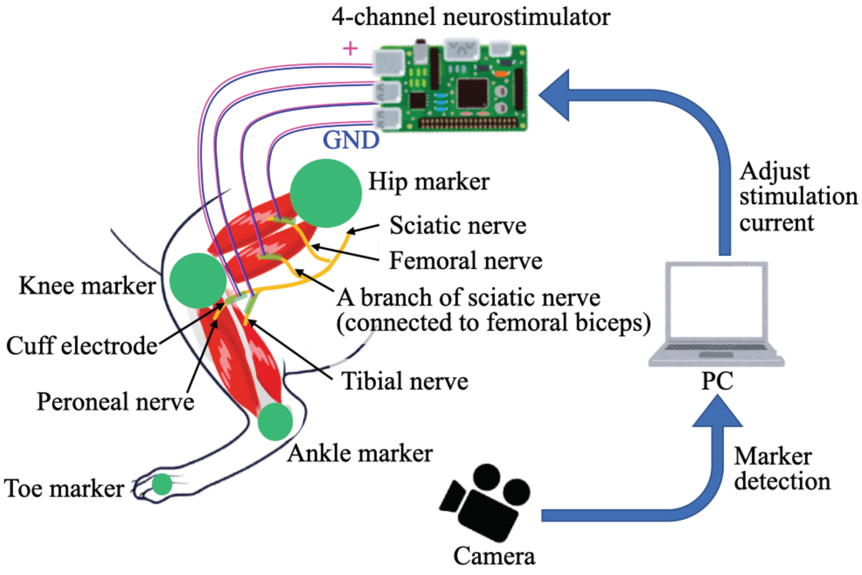 Sensors Free FullText A Wirelessly Powered 4Channel