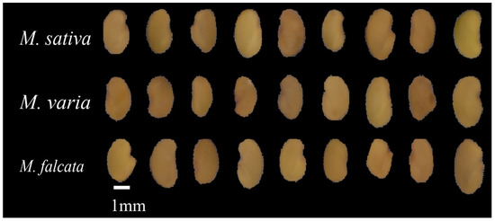 Single Seed Identification in Three Medicago Species via