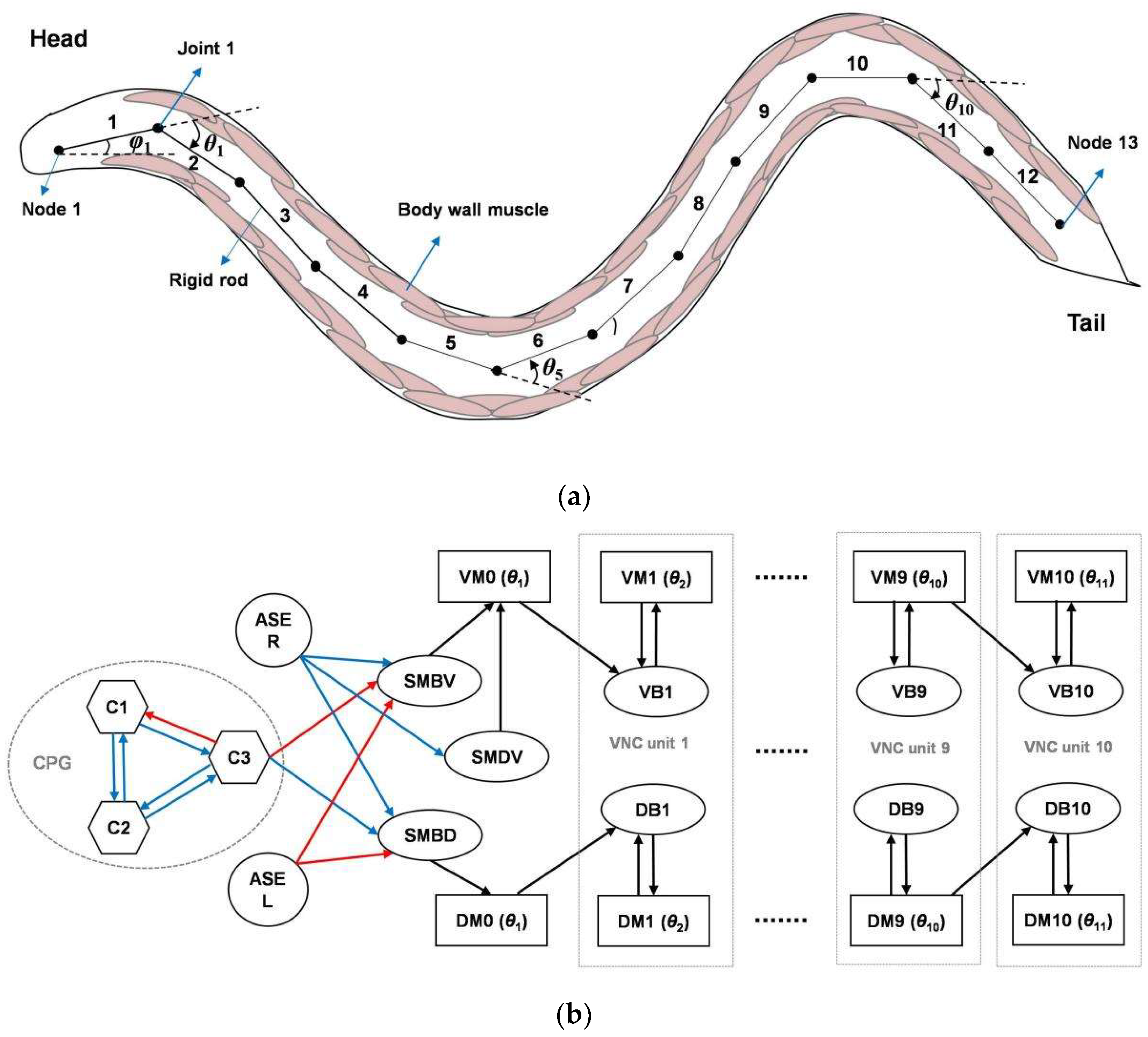 Neural Network-Based Autonomous Search Model with Undulatory 