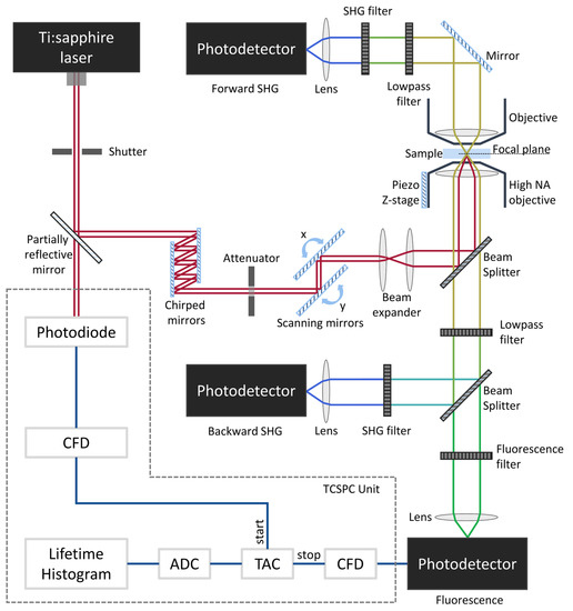 Sensors Free FullText TwoPhoton Imaging for NonInvasive Corneal
