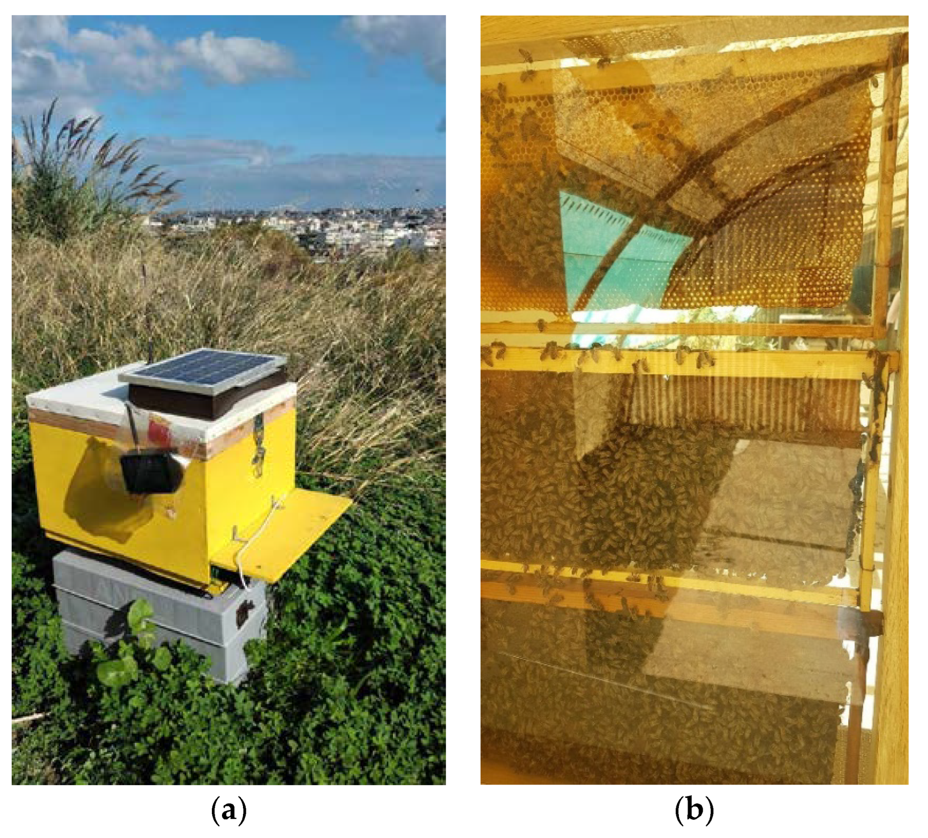 DNA detection for beehive battle