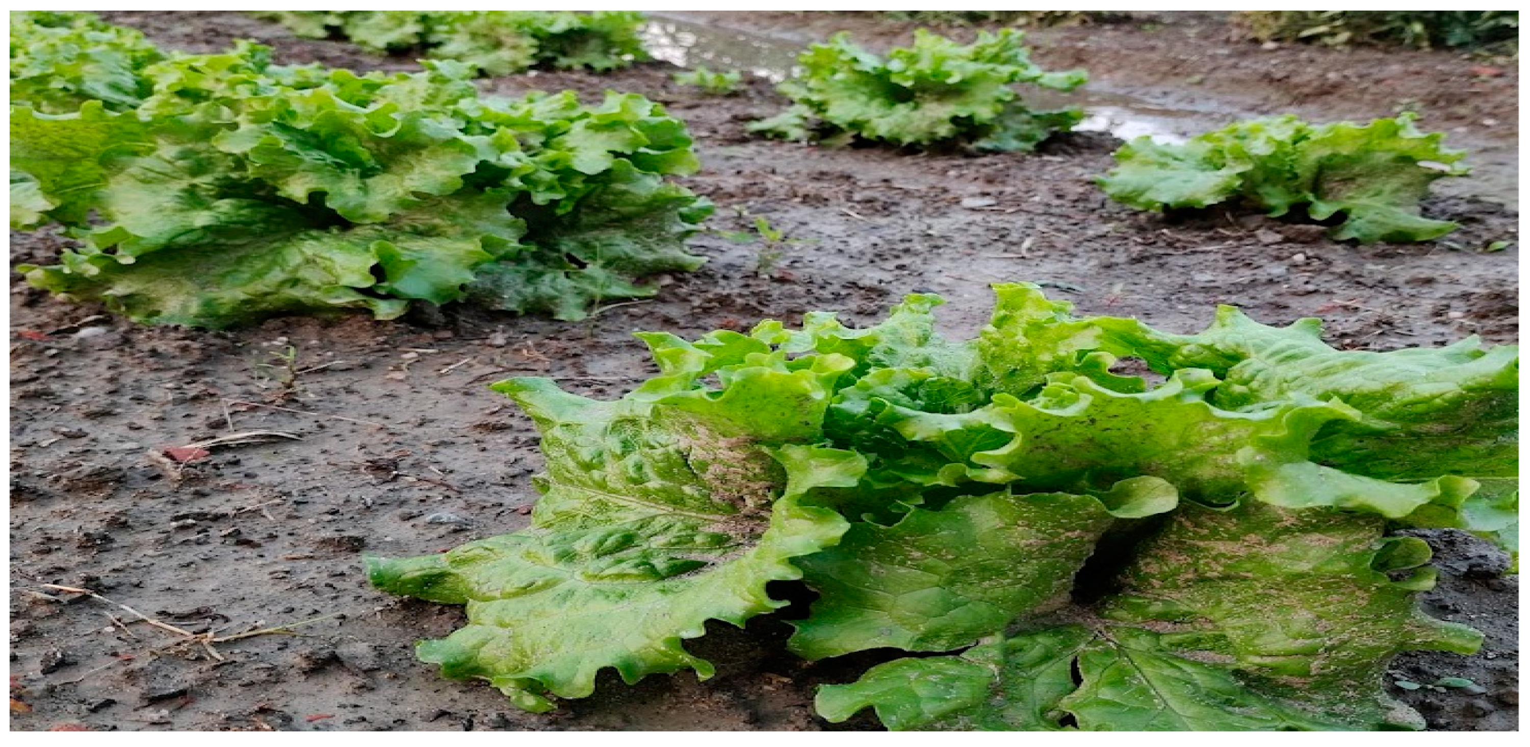 Sensors 23 01875 g003 550