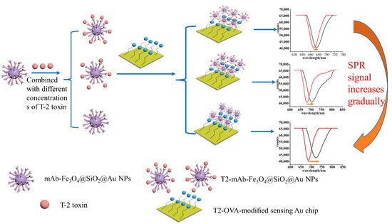Surface Plasmon Resonance Sensor Based on Core-Shell Fe3O4@SiO2@Au ...