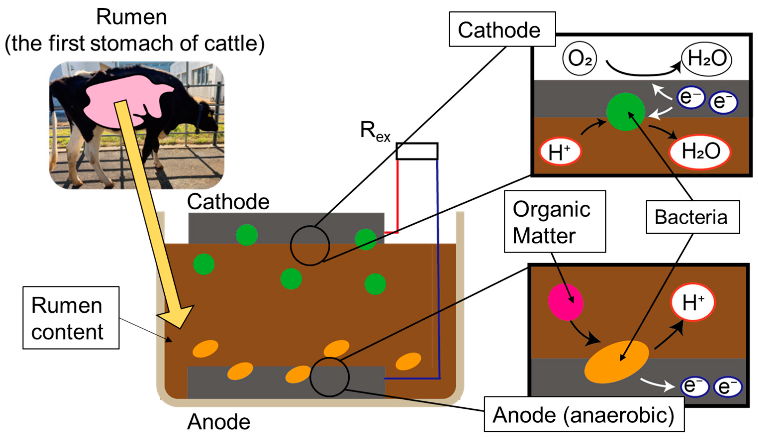 Sensors Free FullText Comparative Studies on Electrodes for Rumen