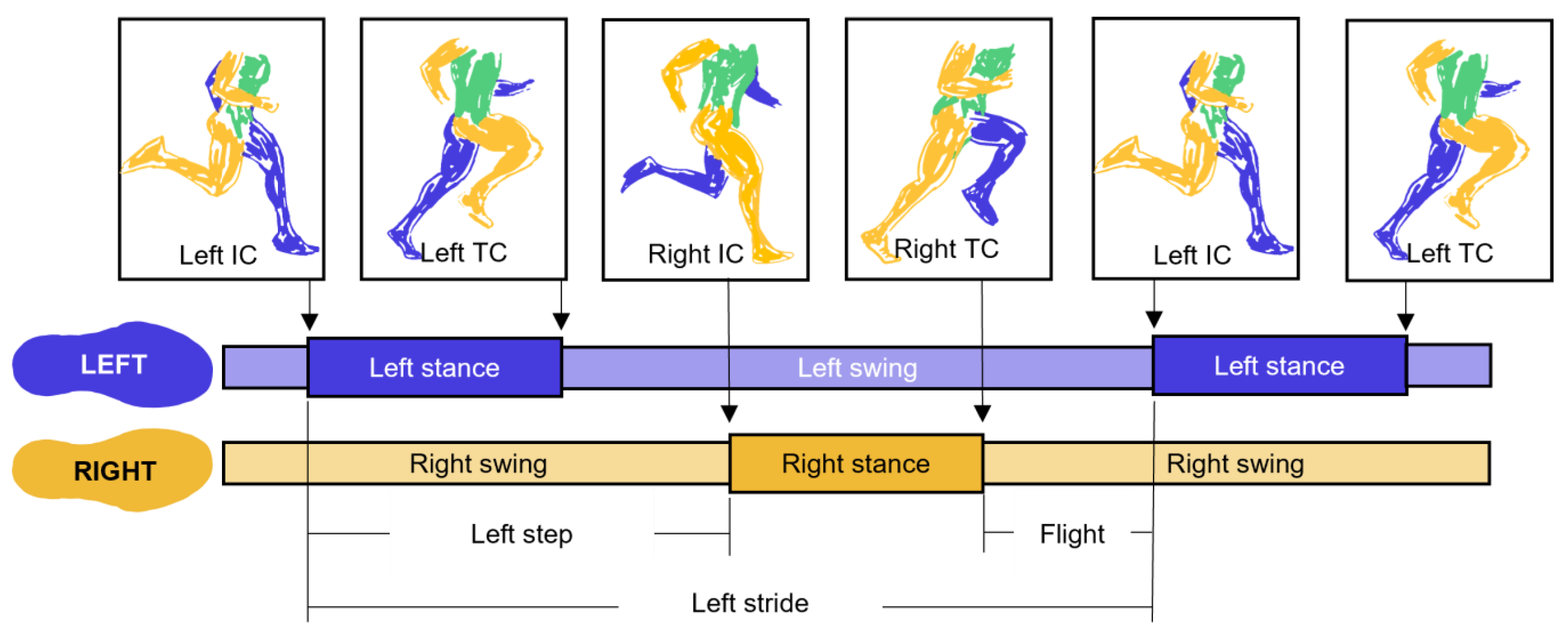 Sensors Free Full-Text Unsupervised Gait Event Identification with a Single Wearable Accelerometer and/or Gyroscope A Comparison of Methods across Running Speeds, Surfaces, and Foot Strike Patterns