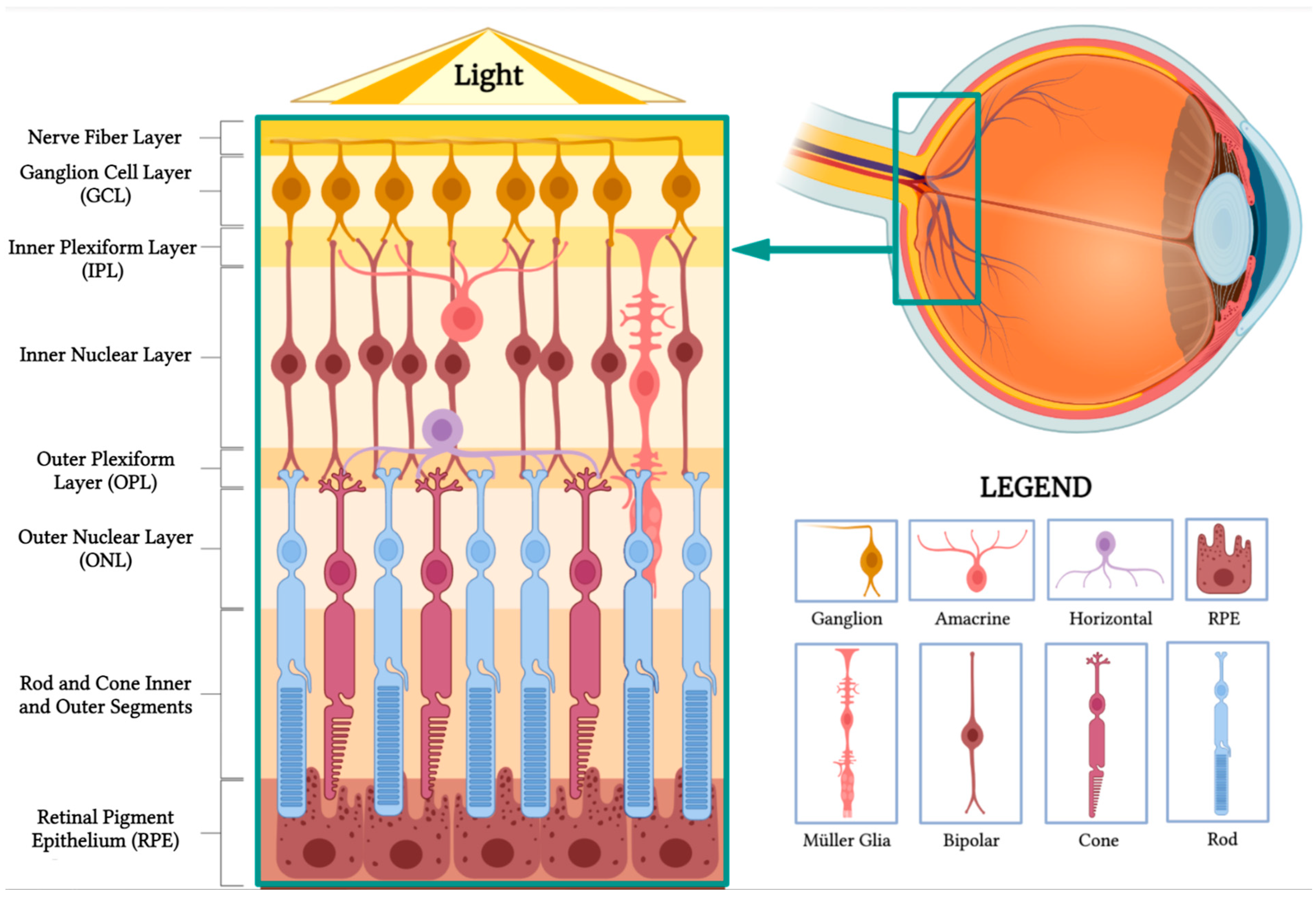 Layers of the Retina - Discovery Eye Foundation