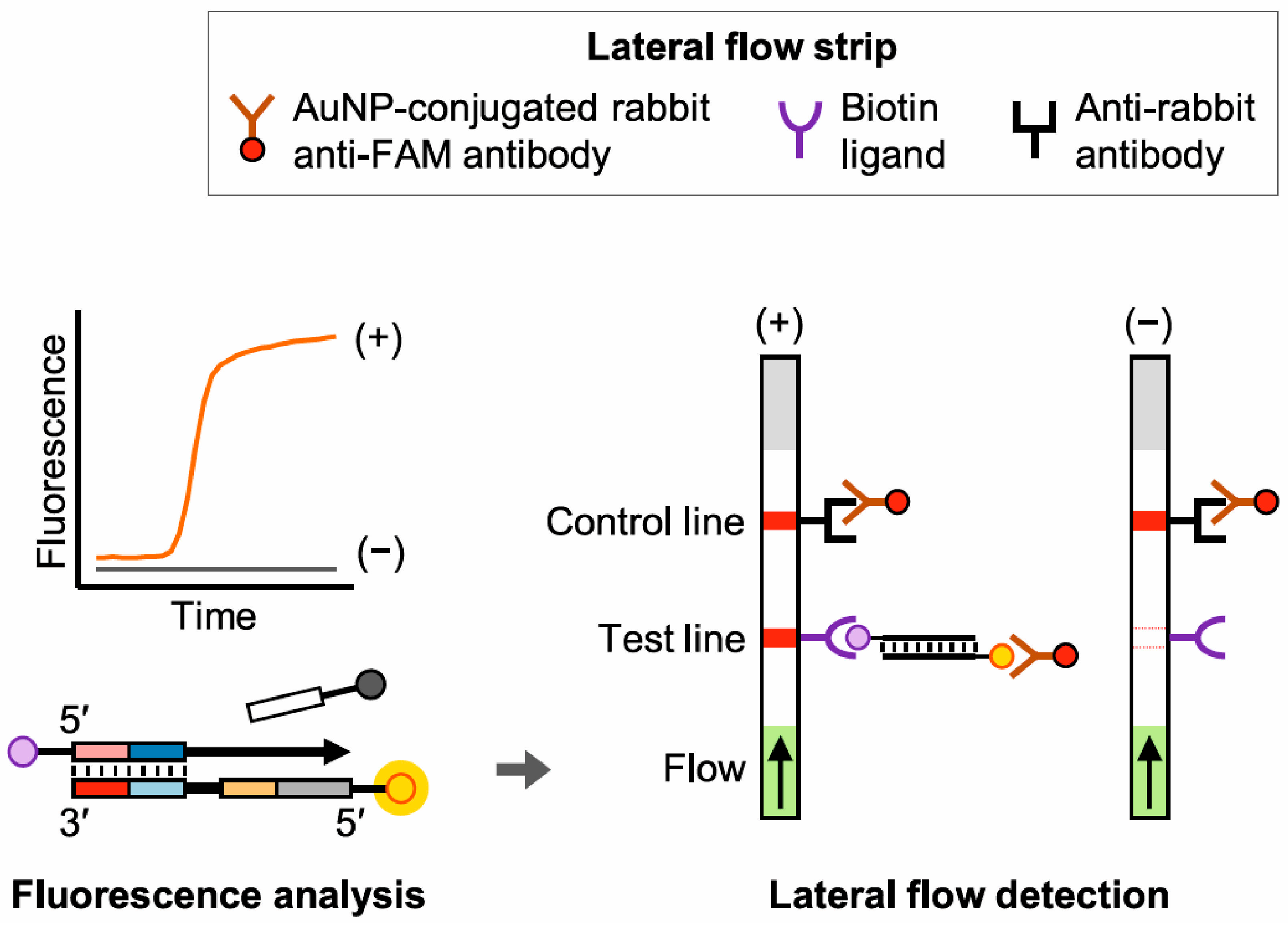 Battery Operated Preconcentration-assisted Lateral Flow Assay Use of Lateral Flow Assays in Forensics