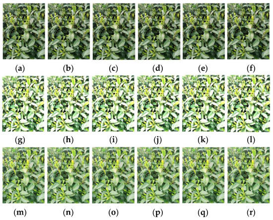 Tea-YOLOv8s: A Tea Bud Detection Model Based on Deep Learning and ...