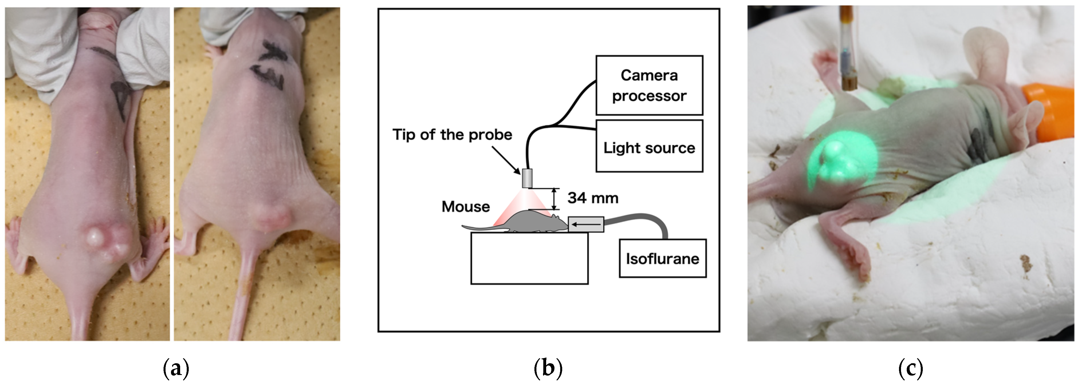 Sensors 24 01487 g002