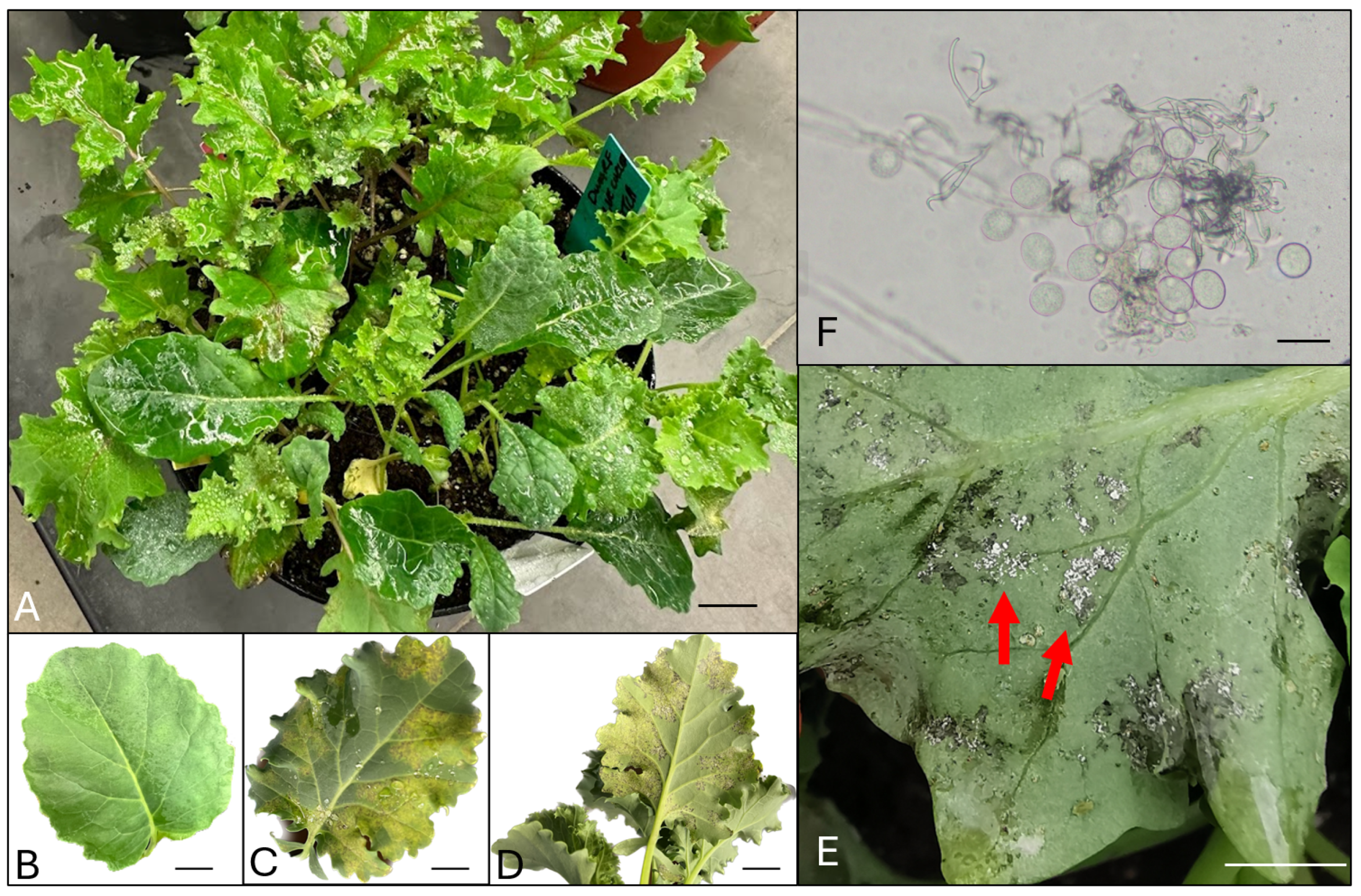 Sensors 24 01916 g001