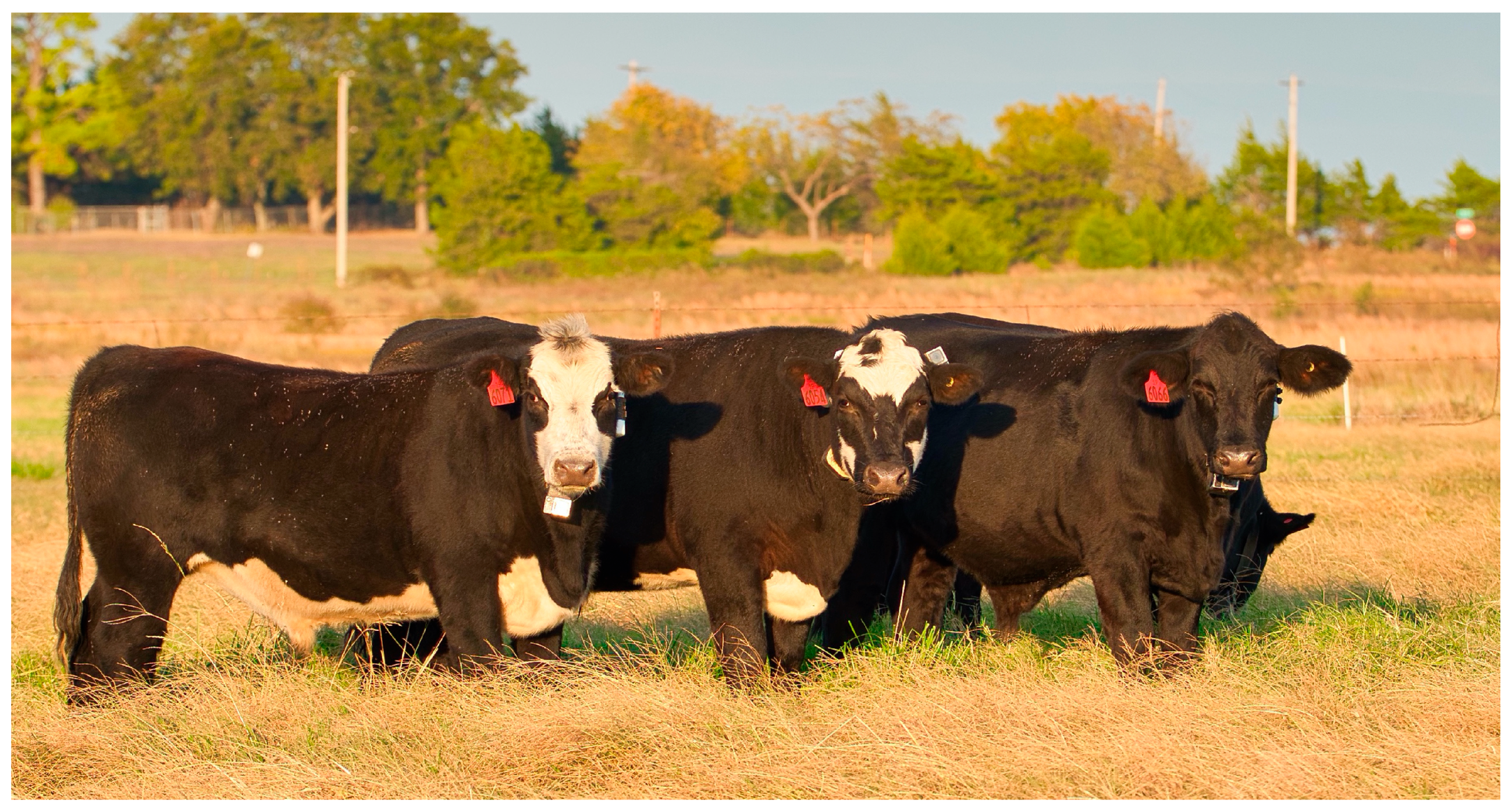 Sensors 24 03171 g002