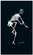 Sensors 24 03453 i001