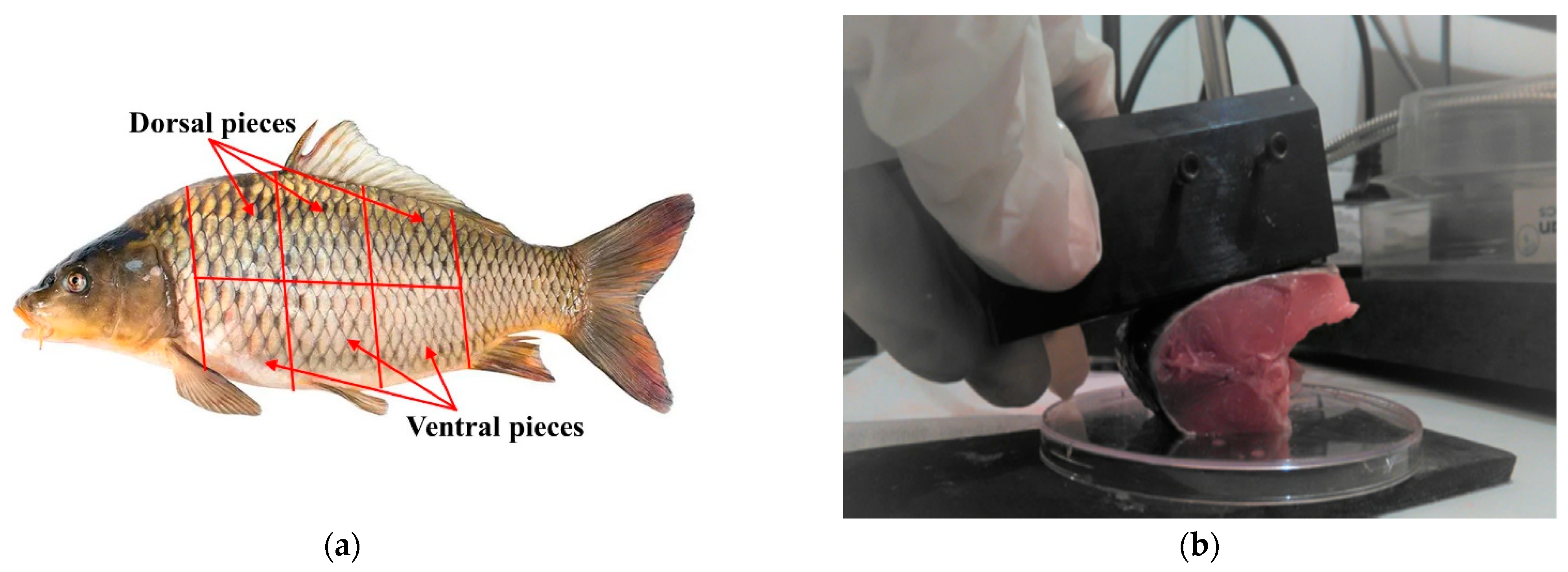 Sensors 24 03620 g001