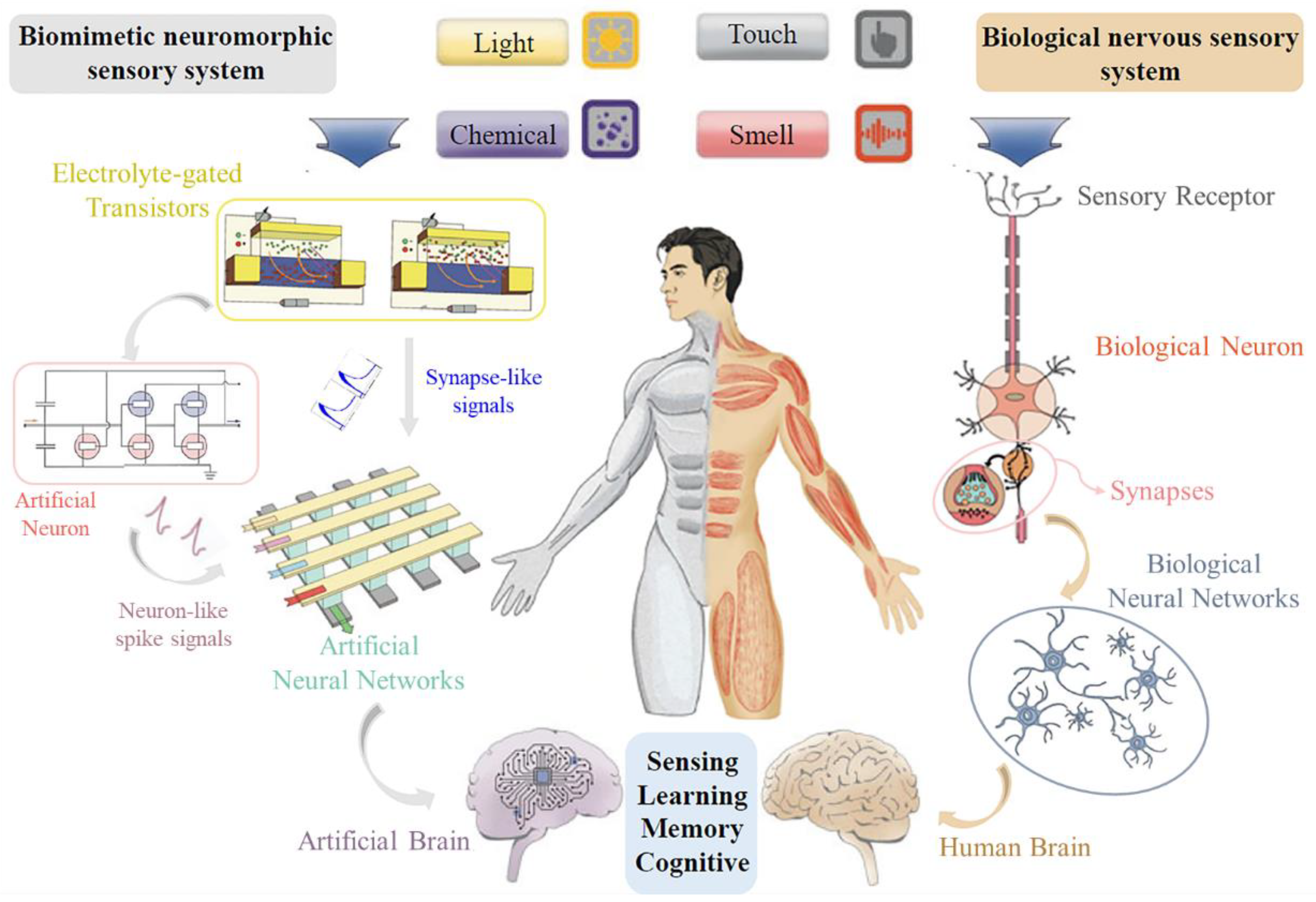 Sensors 24 04915 g001