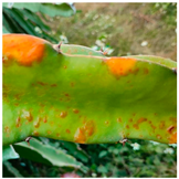 Sensors 24 05034 i003