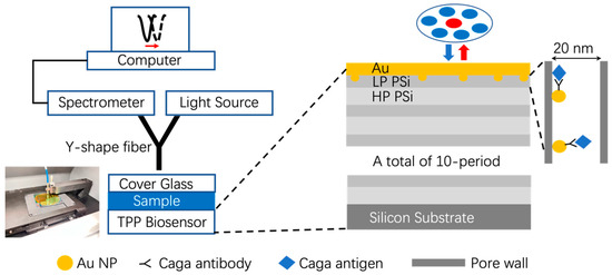 Optical Biosensor Based on Porous Silicon and Tamm Plasmon