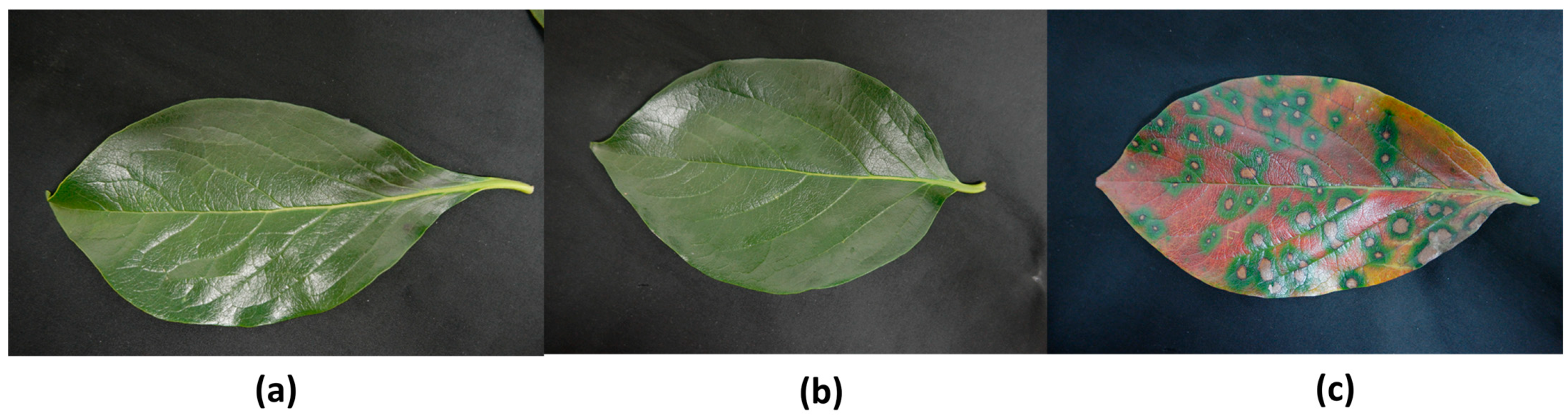 Sensors 24 05398 g004