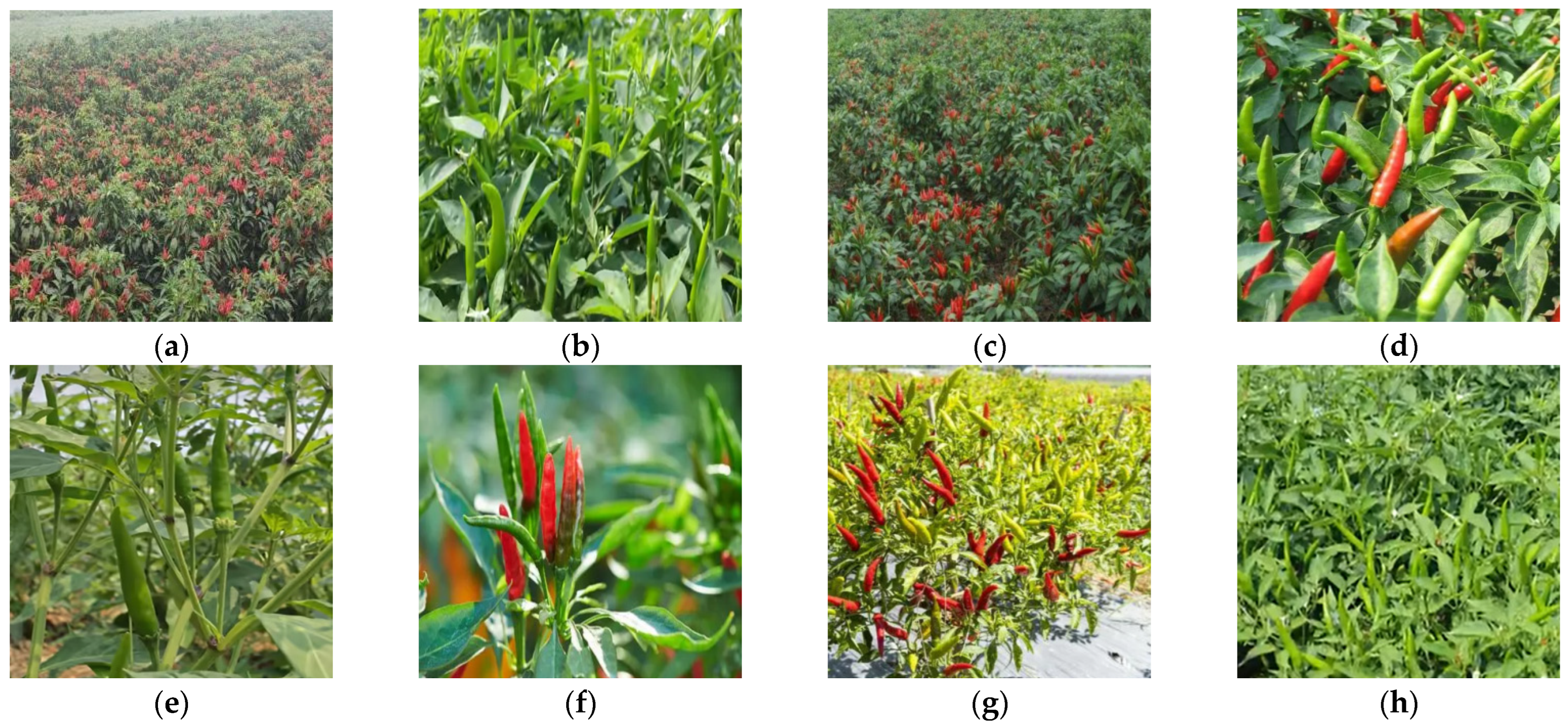 Sensors 24 05632 g001