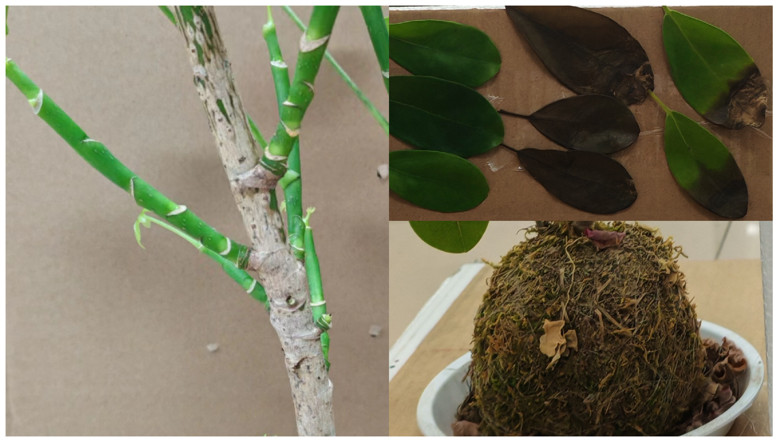 Sensors 24 05741 g007