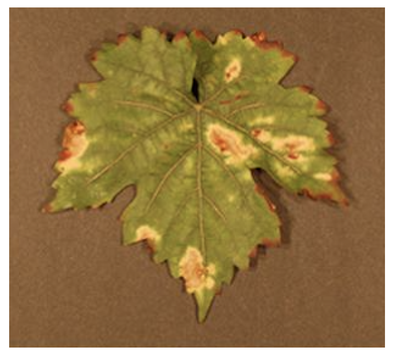 Sensors 24 06211 g012