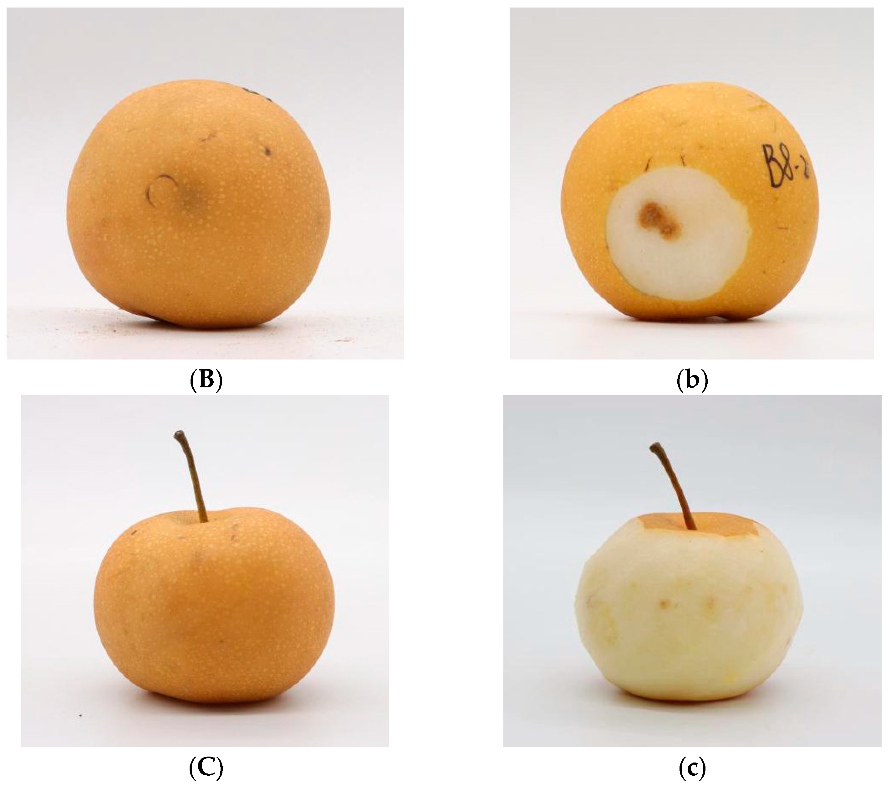 Sensors 24 06324 g001b