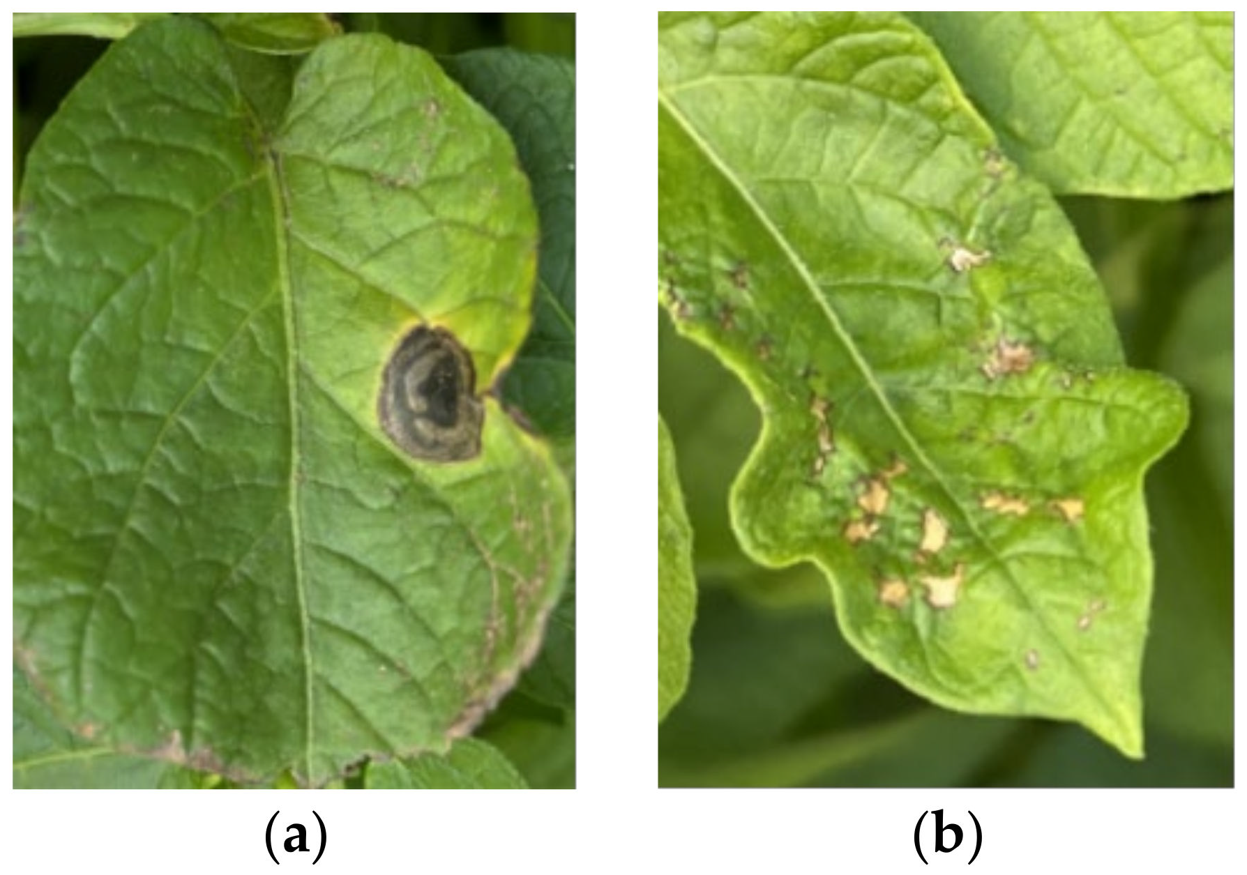 Sensors 24 06566 g001