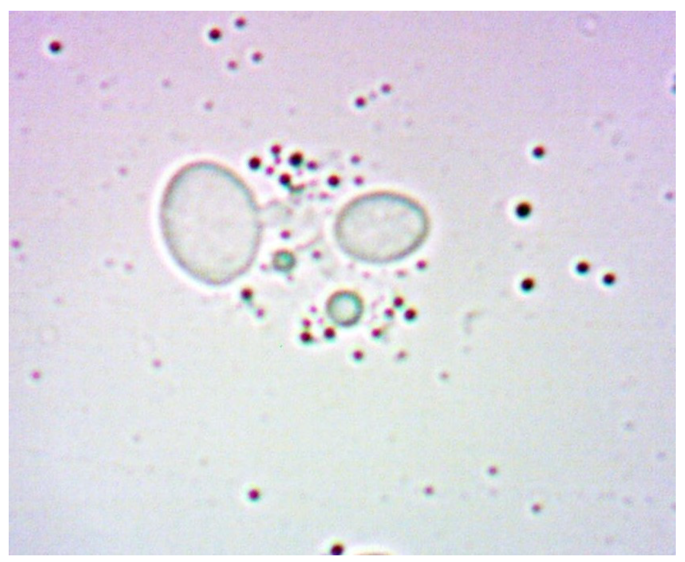 Sensors 24 06587 g025