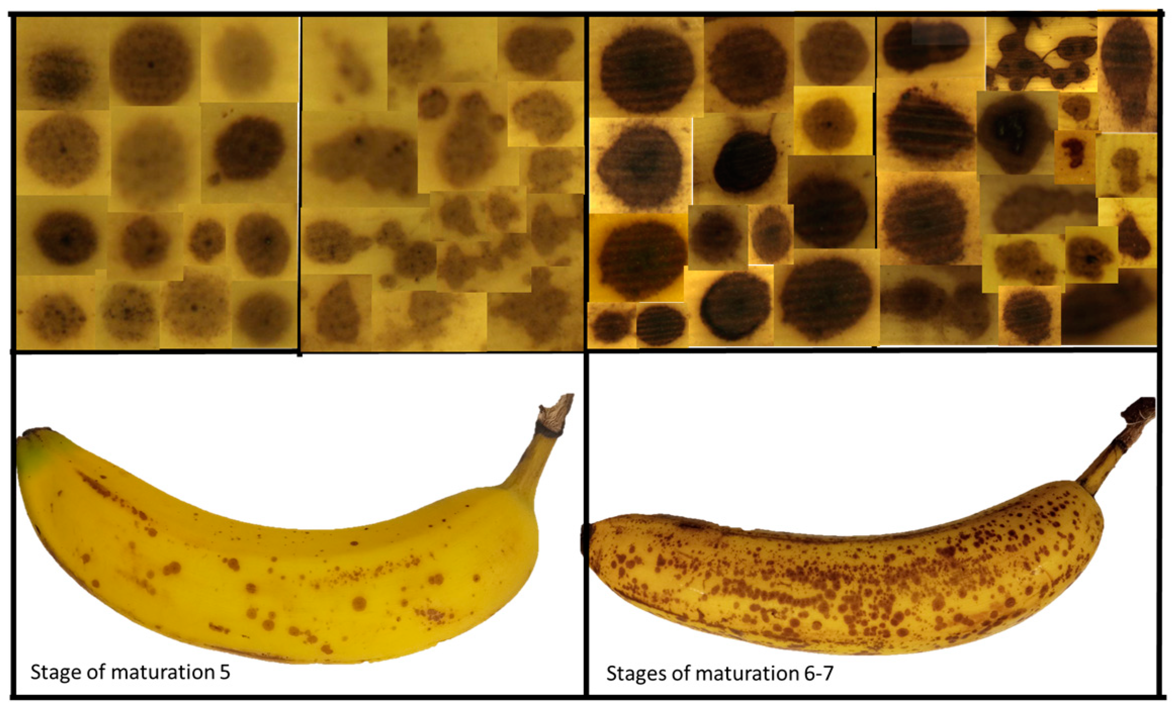 Sensors 24 07010 g012