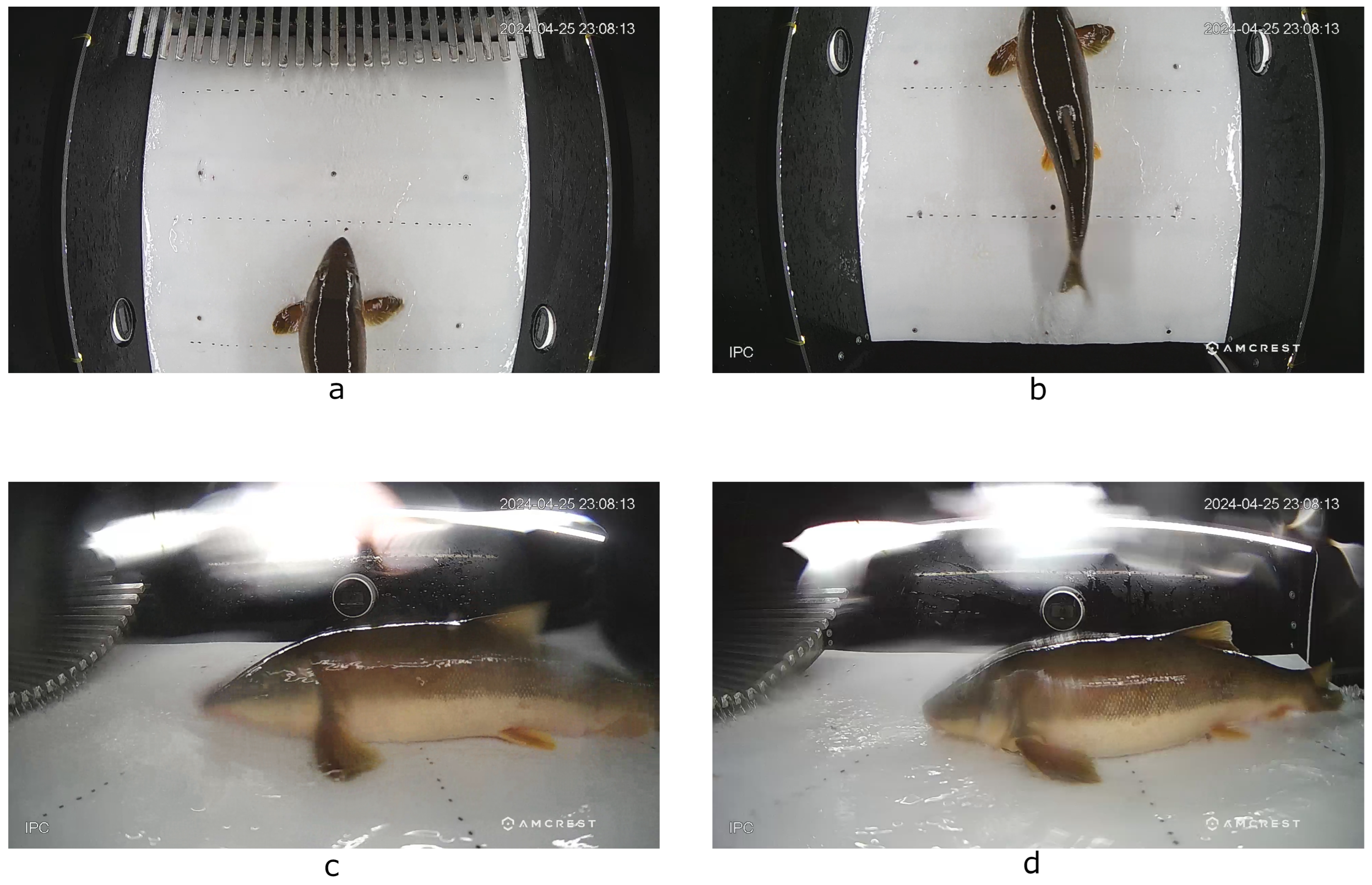 Sensors 25 01022 g001