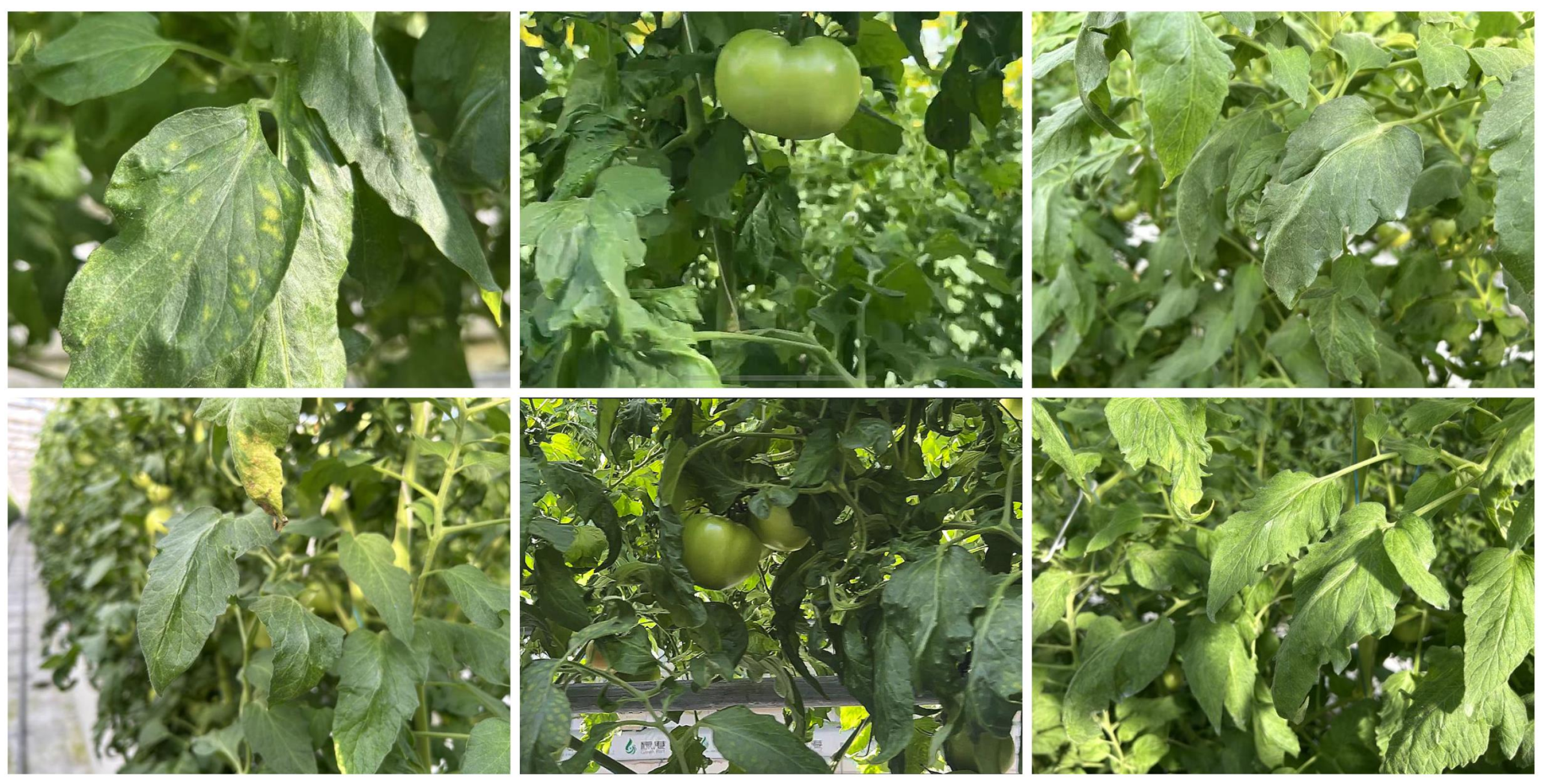 Sensors 25 01398 g004