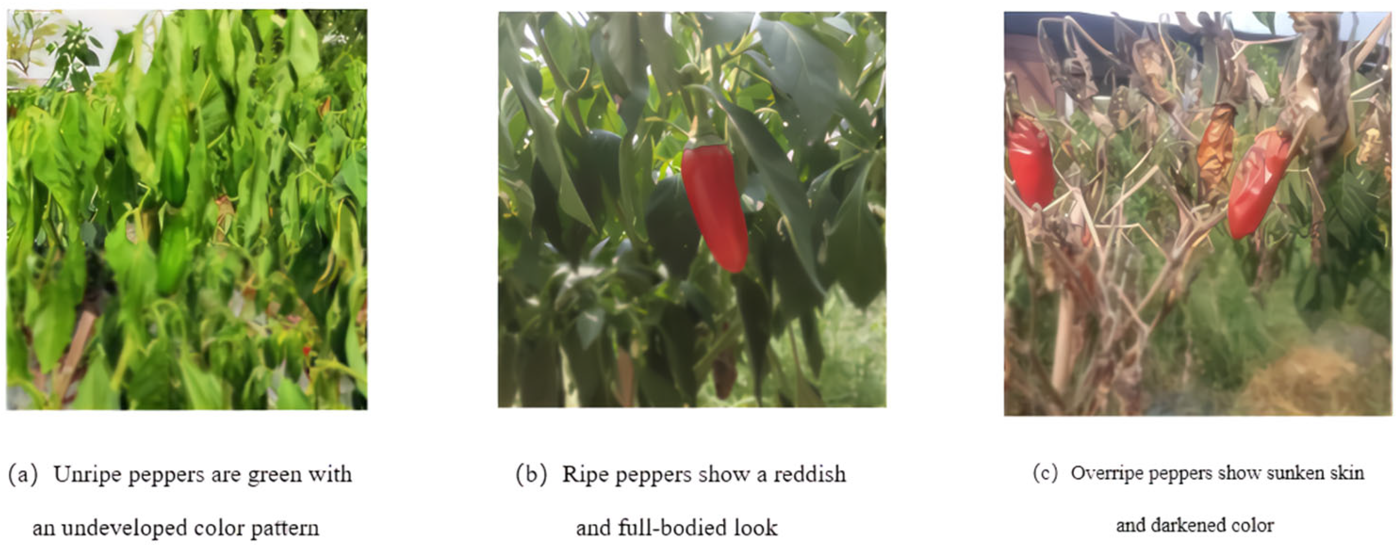 Sensors 25 01405 g002