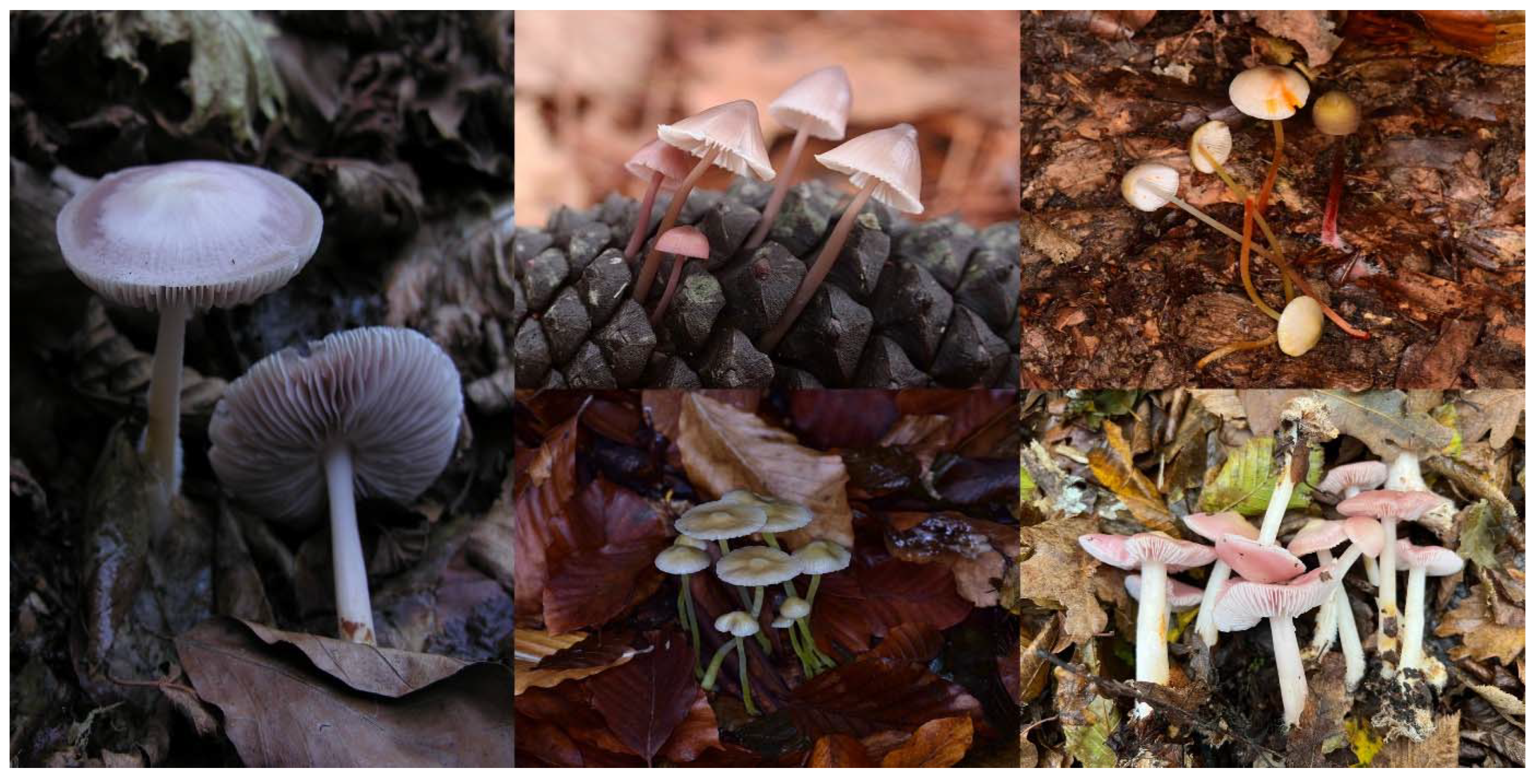 Sensors 25 01642 g002