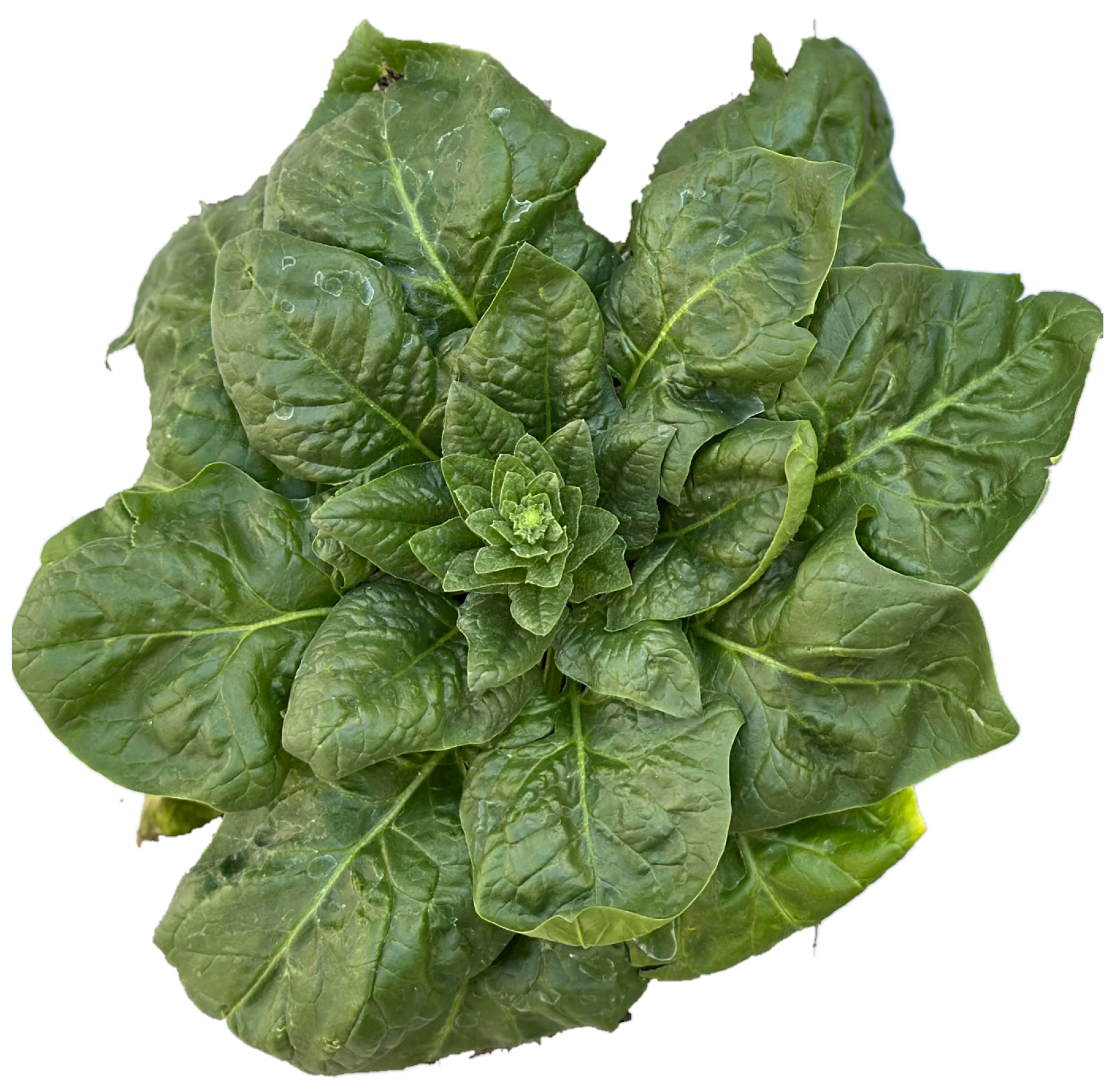 Sensors 25 01684 g002