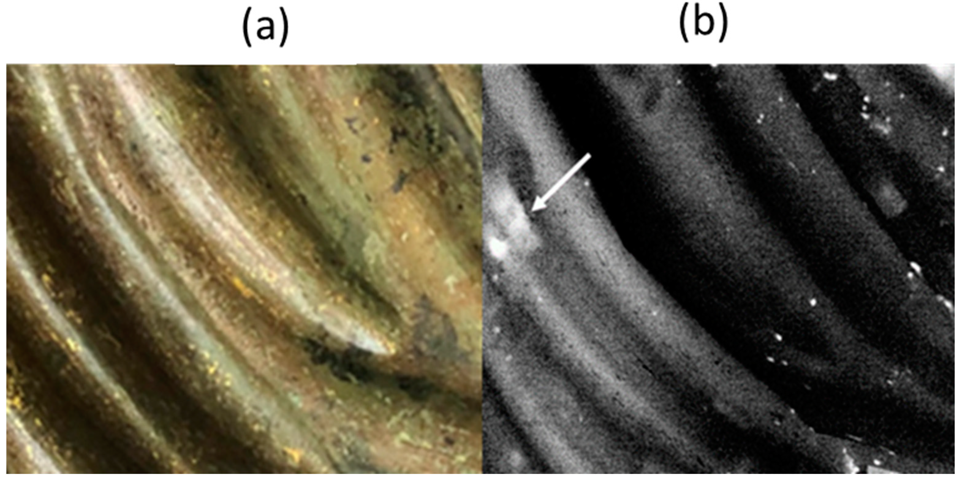 Sensors 25 01727 g008