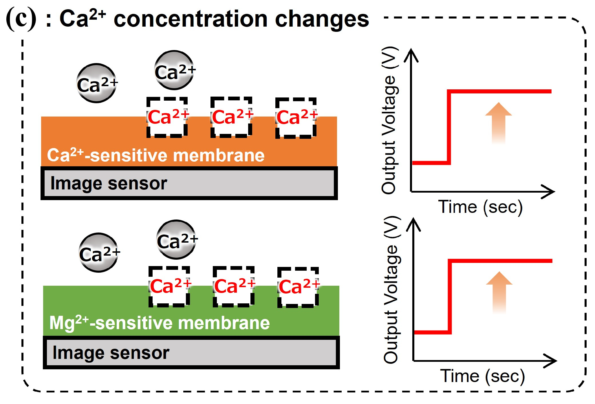 Sensors 25 02595 g003b