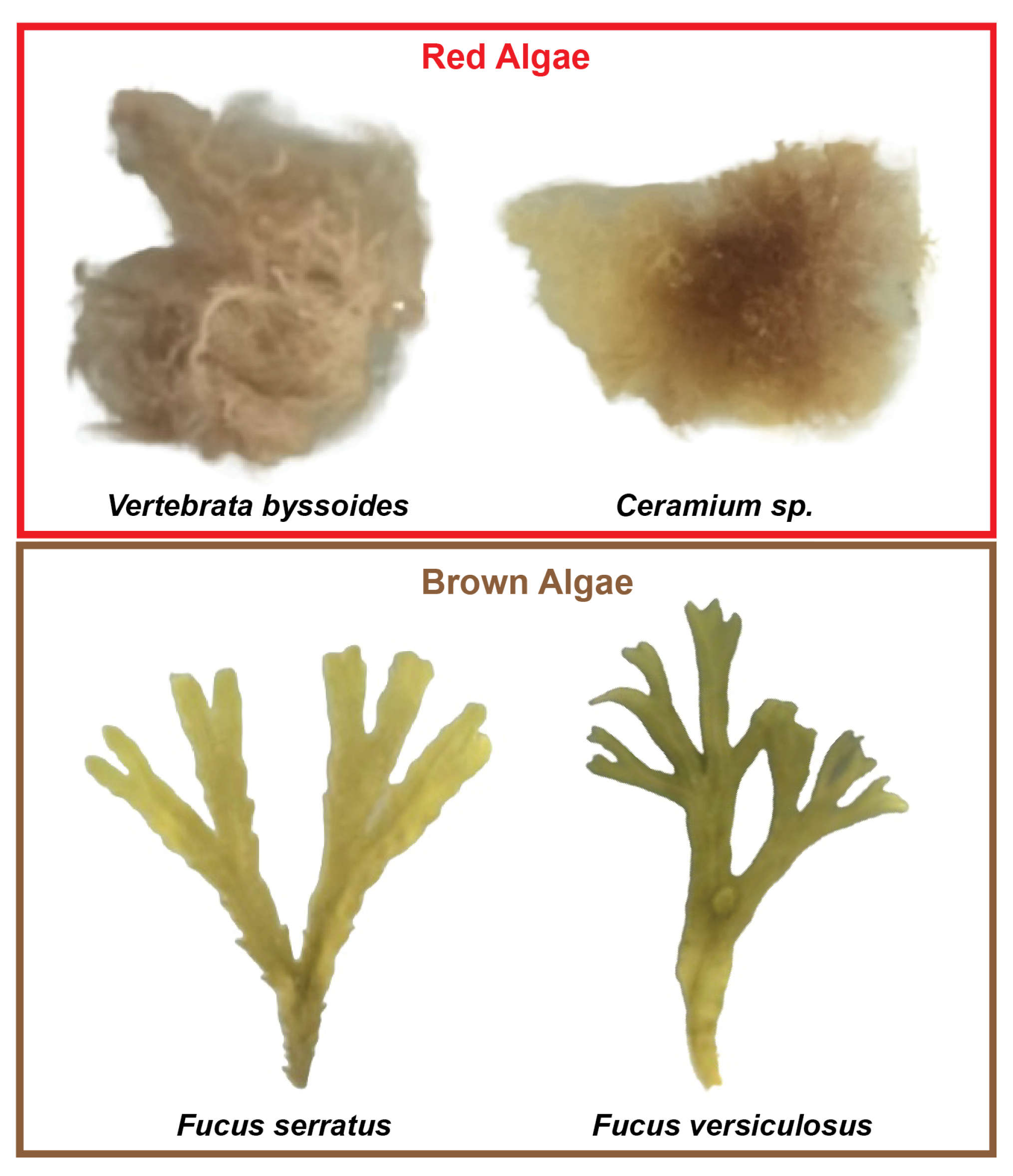 Sensors 25 02652 g005