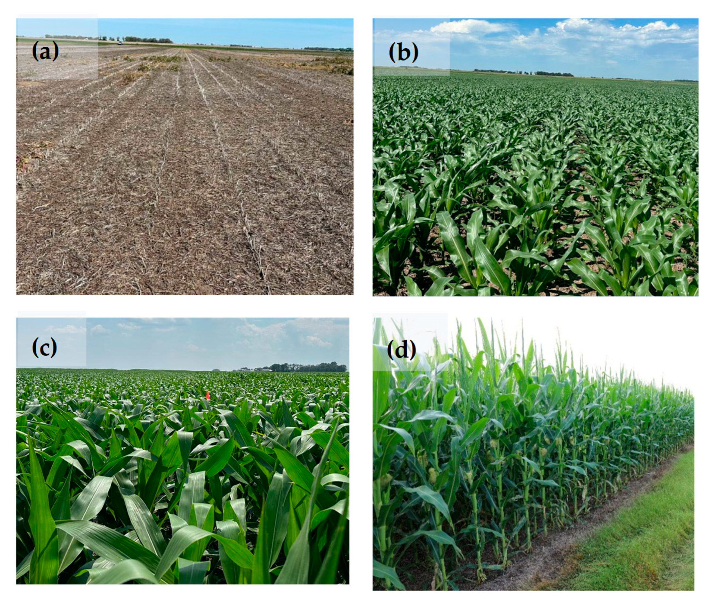 Sensors 25 03148 g006