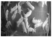 Sensors 25 03406 i004